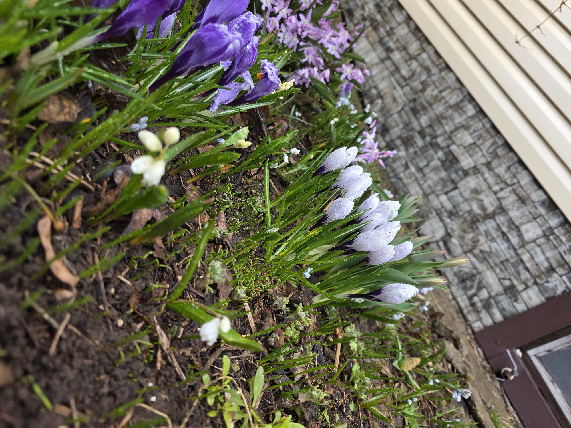 The image shows a close-up of a flower bed in Chaikovsky, Russia. Visible are purple and white crocuses, some with water droplets on the petals, interspersed with green blades. Small white flowers are also present. The soil is dark and damp. In the background, there is a brick wall and a beige siding. A brown window frame is partly visible.