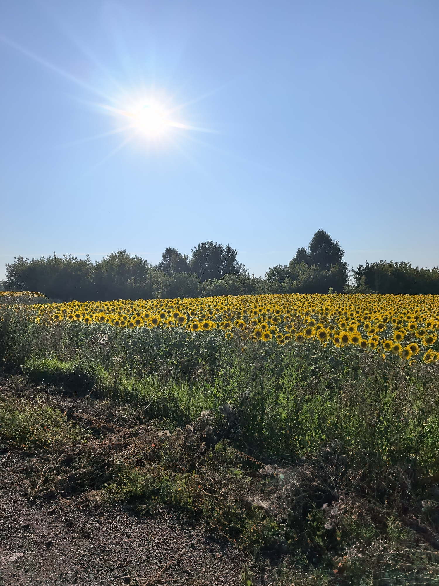 A sun-drenched field of sunflowers stretches towards a line of trees under a clear blue sky. The sun, a bright starburst, is in the upper left quadrant of the image, casting a lens flare and strong light across the scene. The field is densely populated with sunflowers, their yellow petals facing the sun. In the foreground, a rough, gravelly path borders a patch of green grass and dry weeds. The background consists of a dark green line of trees. The image appears to have been taken in Kazadaevka, Russia, during daylight hours. There are no people visible in the image.