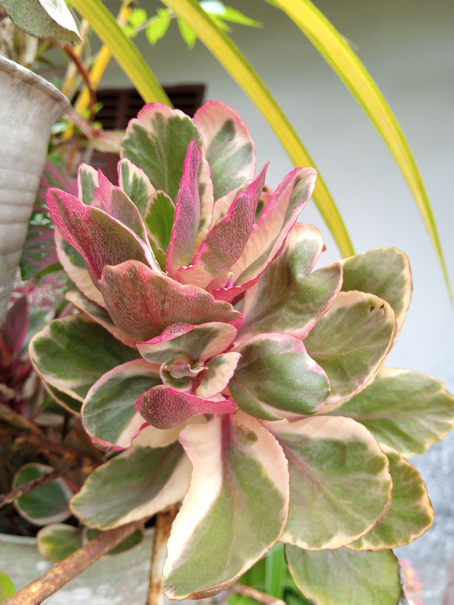 A close-up shows a variegated succulent plant with green, white, and pink-tinged leaves. The plant is likely growing in a pot, partially visible on the left. A few linear yellow leaves are also visible in the background. The location is likely Palohigeuh, Indonesia. The background suggests an outdoor setting.