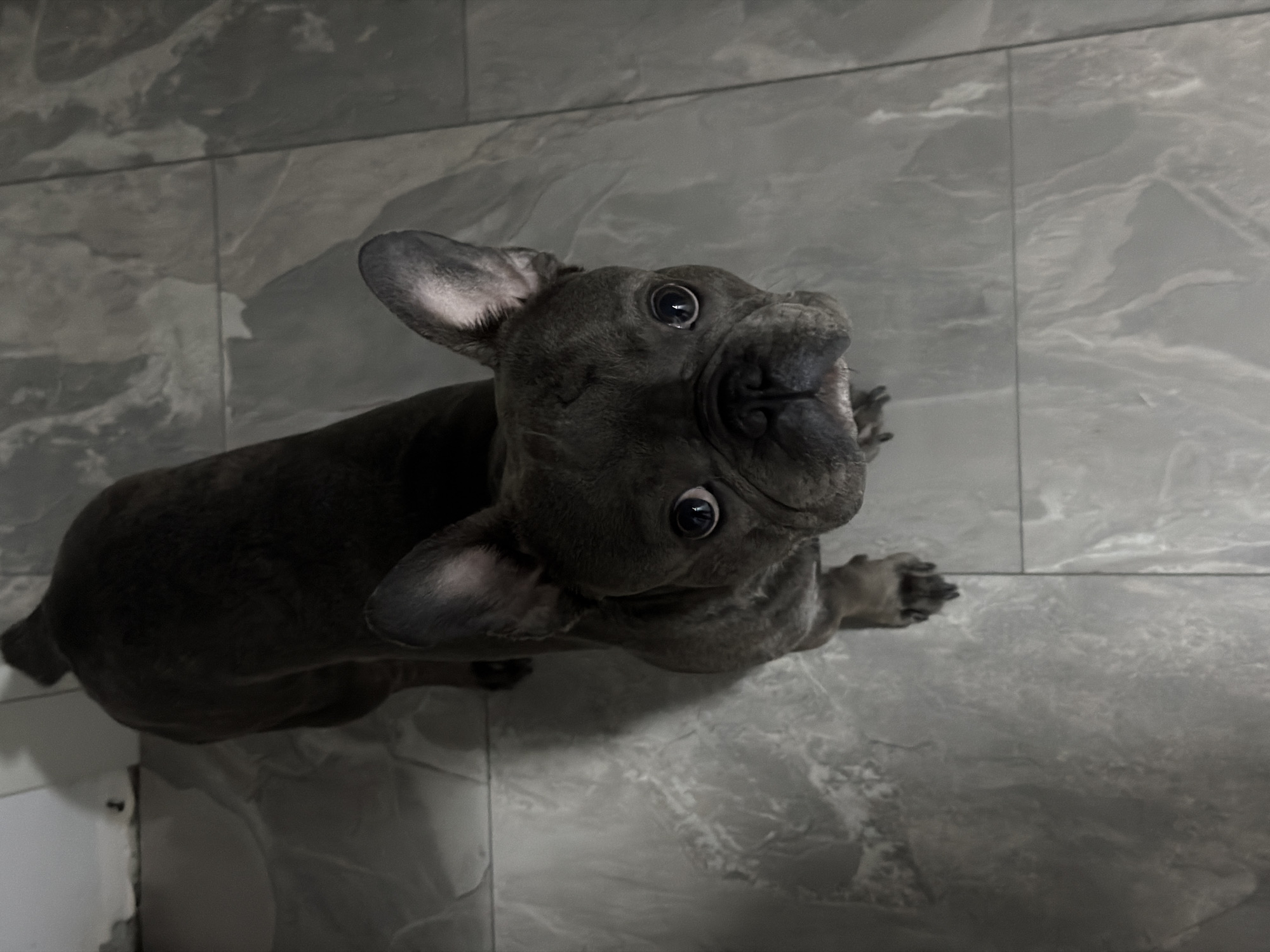 A French bulldog stands on a tiled floor, looking upwards at the camera. The dog has dark grey fur with brindle markings and large, erect ears. Its eyes are dark and wide, giving it an alert expression. The floor is covered in grey tiles with a marble-like pattern. To the left of the dog, a white wall is visible, casting a shadow on the floor. The scene appears to be indoors. The image does not contain any specific identifiable information that would allow for pinpointing a location within the city of Ruse, Bulgaria.