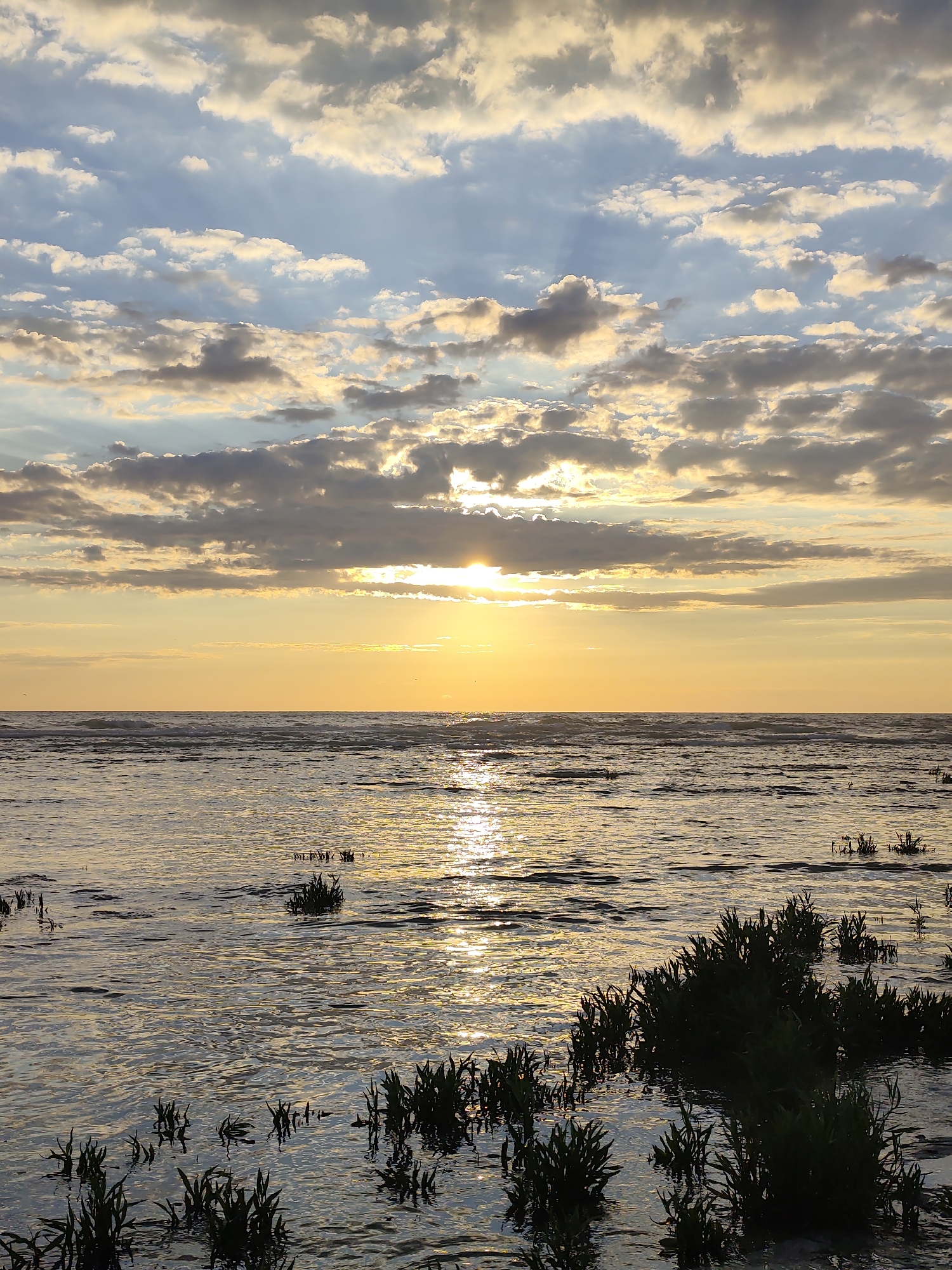 The image depicts a serene sunset over a shallow body of water, likely the Caspian Sea near Aktau, Kazakhstan. The sky is a canvas of soft blues, grays, and warm yellows, with scattered clouds catching the last rays of the sun. The sun itself is partially obscured by clouds, casting a golden, shimmering reflection across the water's surface.
The foreground is characterized by a calm, rippling body of water with patches of dark green aquatic vegetation emerging from it. These plants, appearing as clusters of reeds or grasses, break the smooth expanse of water and add a natural, untamed element to the scene. The overall impression is one of tranquility and natural beauty.
The time of day is clearly sunset, indicated by the low angle of the sun and the warm, golden hues illuminating the sky and water. The weather appears calm, with gentle waves suggesting a mild breeze. The presence of the shallow water and emergent vegetation implies a coastal or estuarine environment.
The image evokes a sense of peace and contemplation. There are no people or man-made objects visible, emphasizing the natural and undisturbed setting. The interplay of light and shadow on the water, coupled with the muted colors of the sky, creates a visually appealing and calming atmosphere. There is no visible text in the image.