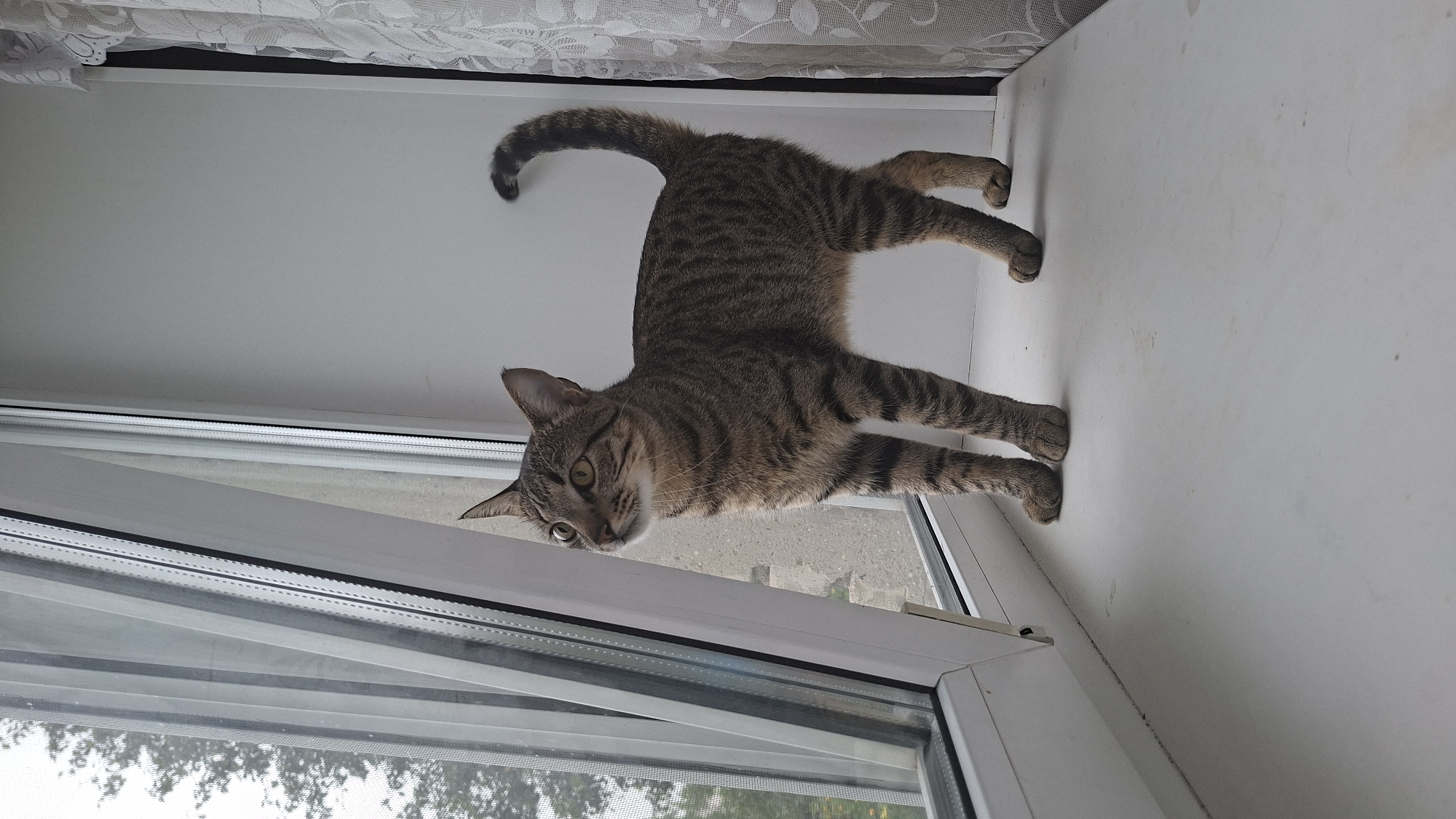 A tabby cat with stripes is standing on a white windowsill, looking out through a window. The window has sheer curtains on the left and decorative lace curtains on the right. Outside the window, trees and a cloudy sky are visible. The cat is facing left with its body angled slightly towards the viewer. Its tail is curved upwards. The environment appears to be indoors, with a white wall on the right and a white windowsill. The image location is identified as Забалоцкі сельскі Савет, Belarus, suggesting a rural or suburban setting.