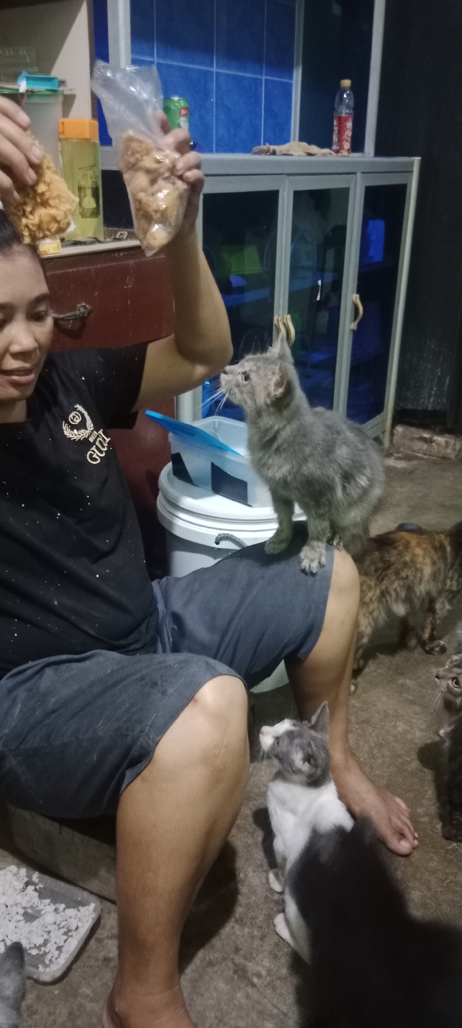 In Tanjung Pinang, Indonesia, a person is sitting on the floor, holding a plastic bag filled with food, possibly fried chicken, and a piece of fried chicken in their hand. The person is wearing a black t-shirt and blue shorts. A grey kitten is standing on the person's leg, looking up at the food. Another cat, a calico, is visible in the background, and a black and white kitten is sitting on the floor near the person's feet. The environment appears to be indoors, with shelves and cabinets in the background.
