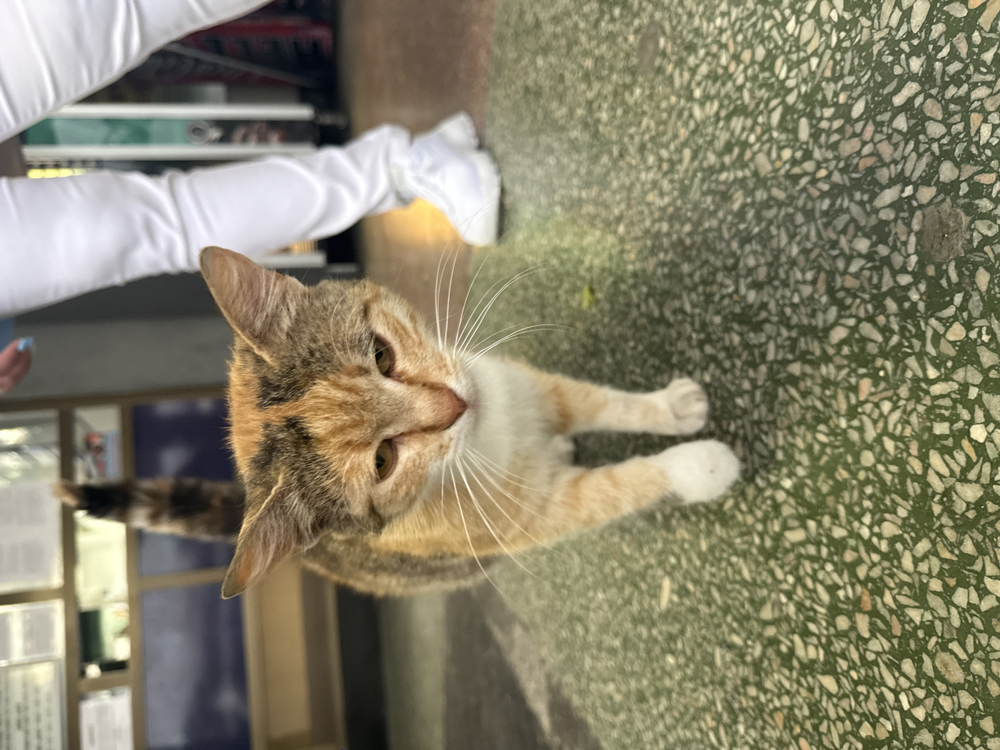 An image, rotated 90 degrees counter-clockwise, features a calico cat as its central subject, looking directly upwards towards the camera. The cat displays a mix of white, ginger, and tabby-patterned fur, with distinctive amber eyes and long white whiskers. It is positioned on a green terrazzo-style floor, characterized by embedded light-colored stone chips.
In the upper left portion of the image (when oriented correctly), a person's lower leg and foot, clad in white clothing and shoes, are visible. A hand with blue nail polish is also partially visible near the leg. The background behind the cat is blurred but shows elements that suggest an indoor public or commercial building, possibly an office or a waiting area, with what appear to be shelves, glass partitions, or furniture. The overall lighting suggests a daytime setting. There is no visible text in the image. The scene is located in Shumen, Bulgaria.