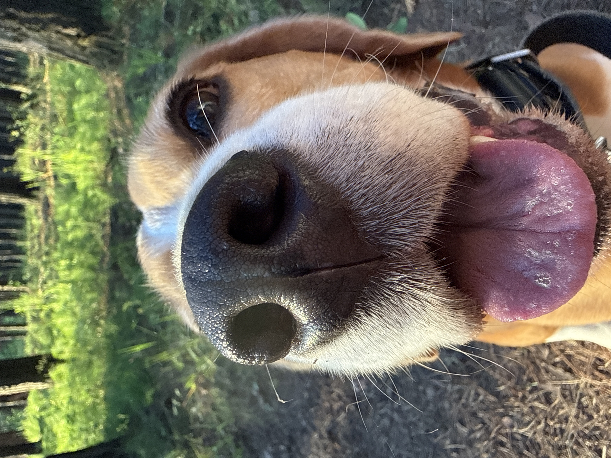 A close-up, head-on shot of a dog's nose and mouth, with its tongue hanging out. The dog has brown and white fur, and its nose is black and wet. The tongue is a vibrant pinkish-purple color with some foamy bubbles on it. The background is blurred, showing green foliage and dry grass. The lighting suggests it is daytime, likely outdoors. The image is taken at an extreme close-up, giving a very intimate perspective of the dog's facial features. There is no visible text in the image.