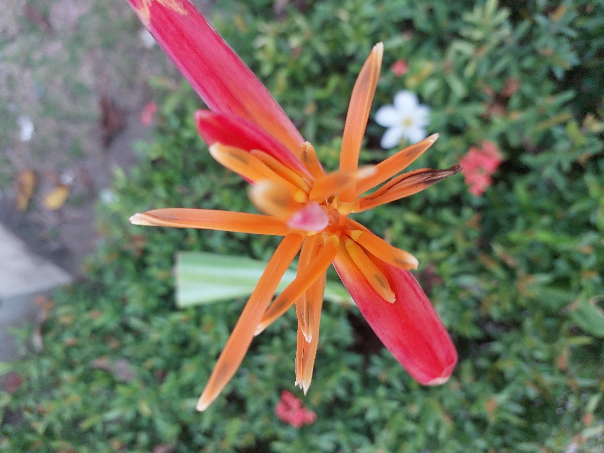 A close-up, overhead view shows an orange and red heliconia flower in bloom. The flower's petals are long and slender, radiating outward from a central point. The background is filled with lush green foliage, typical of the tropical environment found in Baan Mae Nam, Thailand. A blurred white flower and some red clusters of small flowers are visible in the background, adding to the natural setting. The image captures the vibrant colors and intricate details of the heliconia flower.
