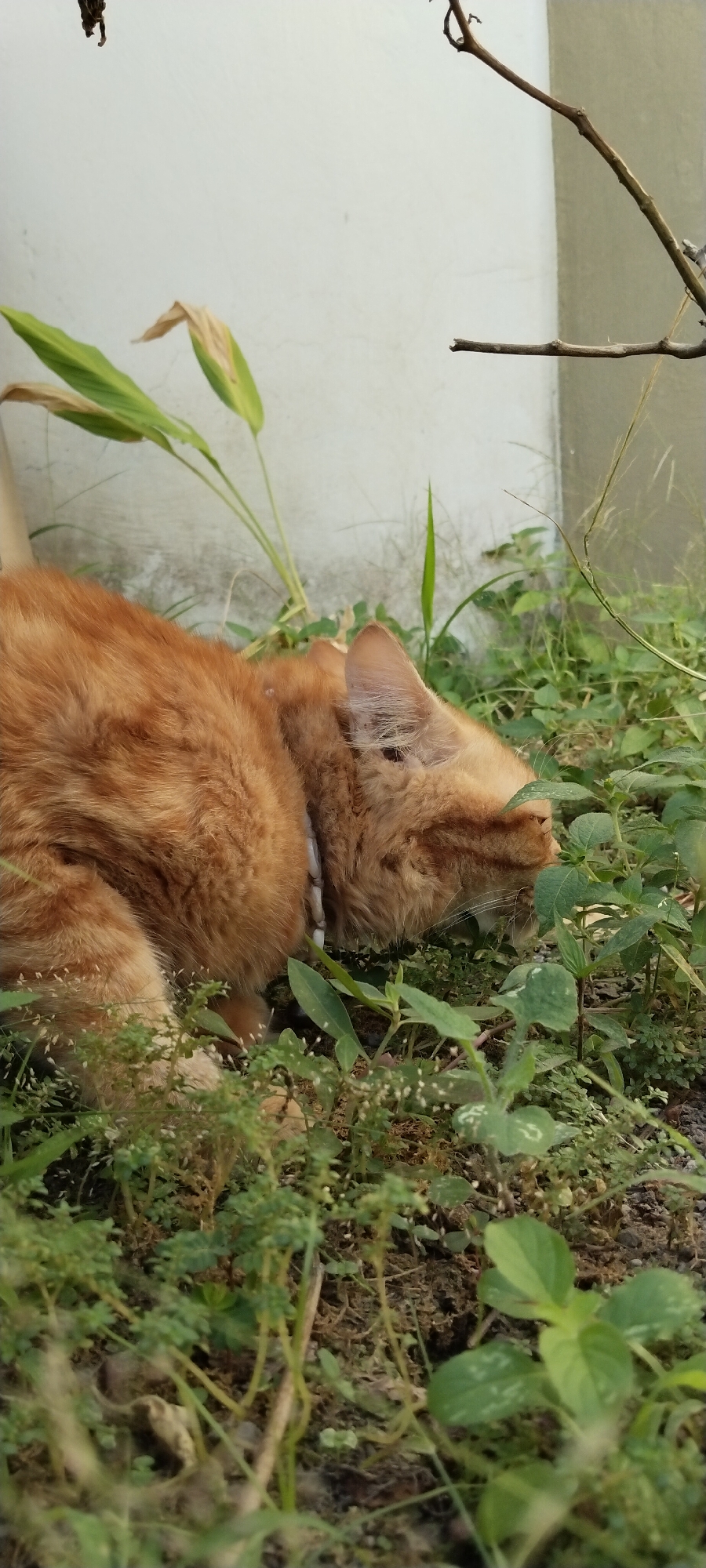An orange tabby cat is lying on the ground in a patch of green foliage. The cat is in profile, facing right, with its head lowered towards the ground. Its fur is thick and appears to be well-groomed. A light-colored collar is visible around its neck. The background consists of a textured wall, possibly part of a building, with some dry plant material and a thin branch extending into the frame from the upper right. The lighting suggests it is daytime. The environment appears to be an outdoor setting within Duman, Indonesia, possibly a residential garden or a natural area.
