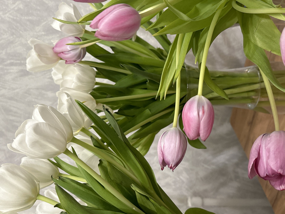 The image depicts multiple bouquets of cut tulips displayed in an indoor setting in Nekrasovskiy, Russia. Predominantly, numerous white tulips with bright green stems and leaves are visible, occupying the upper and central areas of the frame. Several pink tulips are also present, some intermingled with the white ones, and others prominently featured in the lower half of the image. The tulips are arranged in at least two transparent glass vases, partially observable in the lower center and right portions of the scene, resting on a light brown wooden surface. The background features a light gray wall exhibiting a subtle, irregular textured pattern. No individuals are present.