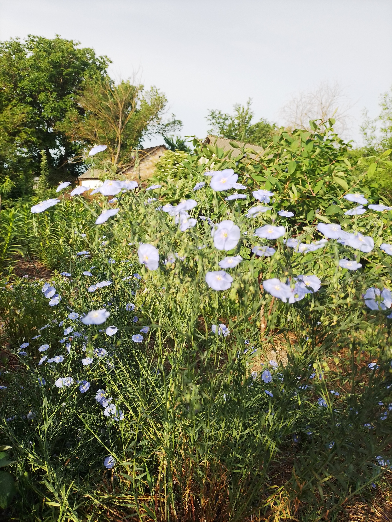 This image depicts a rural scene in Ustyvytsia, Ukraine, characterized by a dense growth of light blue flowers, identifiable as flax, in the foreground and midground. The flowers possess five petals and a light yellow central stigma, with numerous open blooms visible on slender green stems. The foliage around the flowers is predominantly green and leafy.
In the background, a cluster of deciduous trees with full green canopies is visible on the left, alongside a tree with a sparser crown and lighter bark. Partially obscured by the surrounding vegetation, a building structure with a grey-toned gabled roof and light-colored walls is situated towards the center-right of the background. Another, less defined structure is faintly visible to its left. The sky overhead is a uniform, bright, light grey, indicating either an overcast condition or strong daylight. No individuals or animals are present in the frame. The overall lighting suggests natural outdoor illumination.