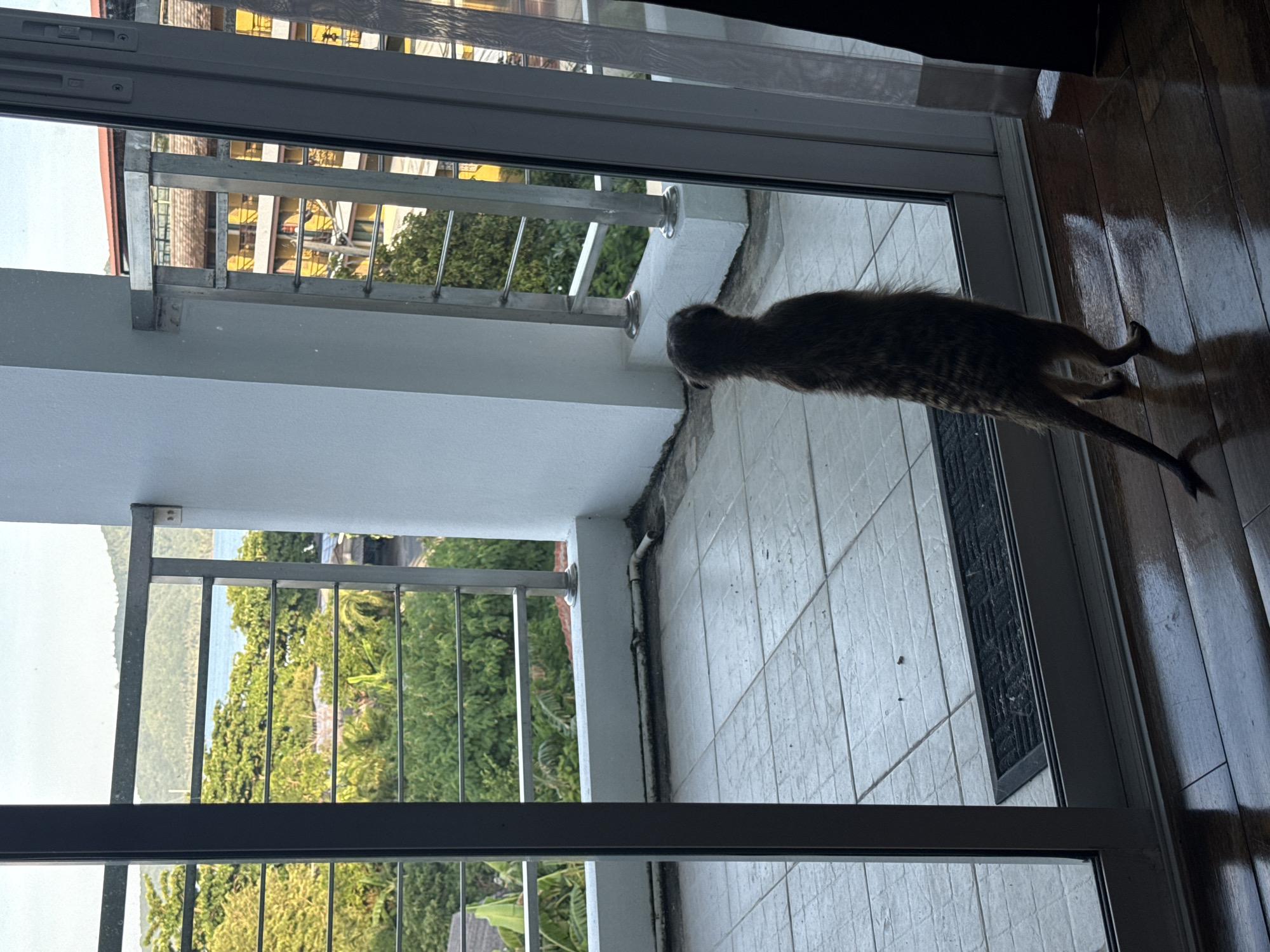A meerkat stands on its hind legs on a tiled balcony, facing away from the camera and looking out over lush green trees and the ocean. The balcony is accessible through a glass sliding door that opens onto a dark wooden floor. In the background, a yellow building with balconies and a red-tiled roof is visible. The sky is overcast. The scene is set in Rawai, Thailand.