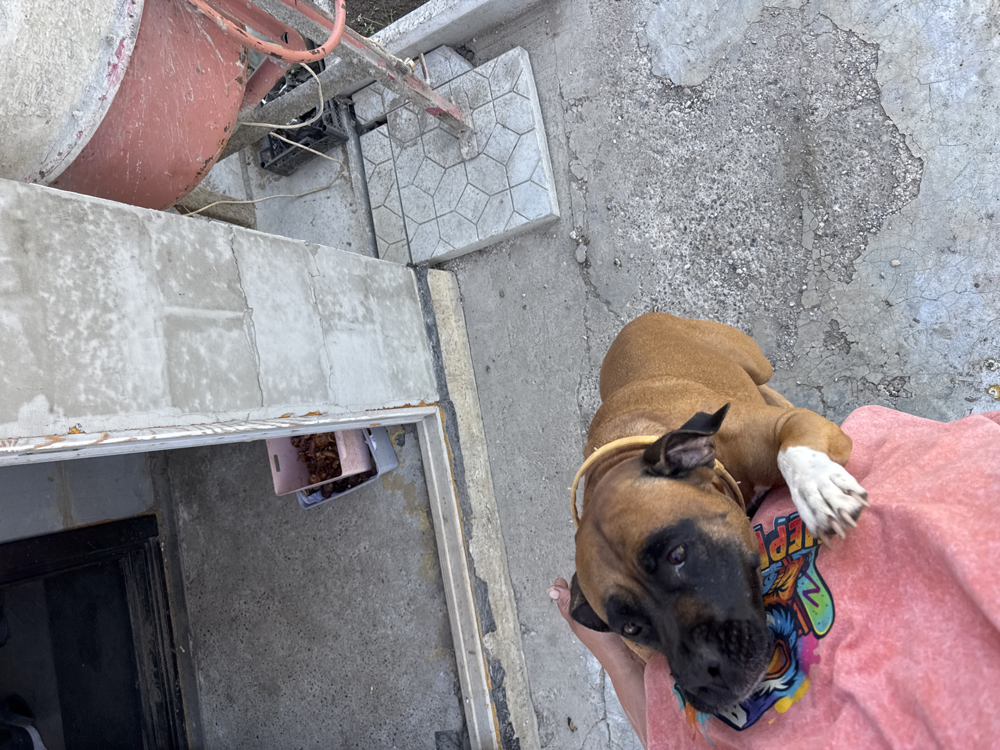 A boxer dog with a tan coat and a black muzzle rests on a person's pink t-shirt. The person is presumably standing outside, as the background shows a concrete surface with cracks and patches of bare ground. To the left, there is a concrete structure with a pink cement mixer. A bin containing what appear to be nuts or pinecones is attached to the structure. The location is assumed to be Chaikovsky, Russia.