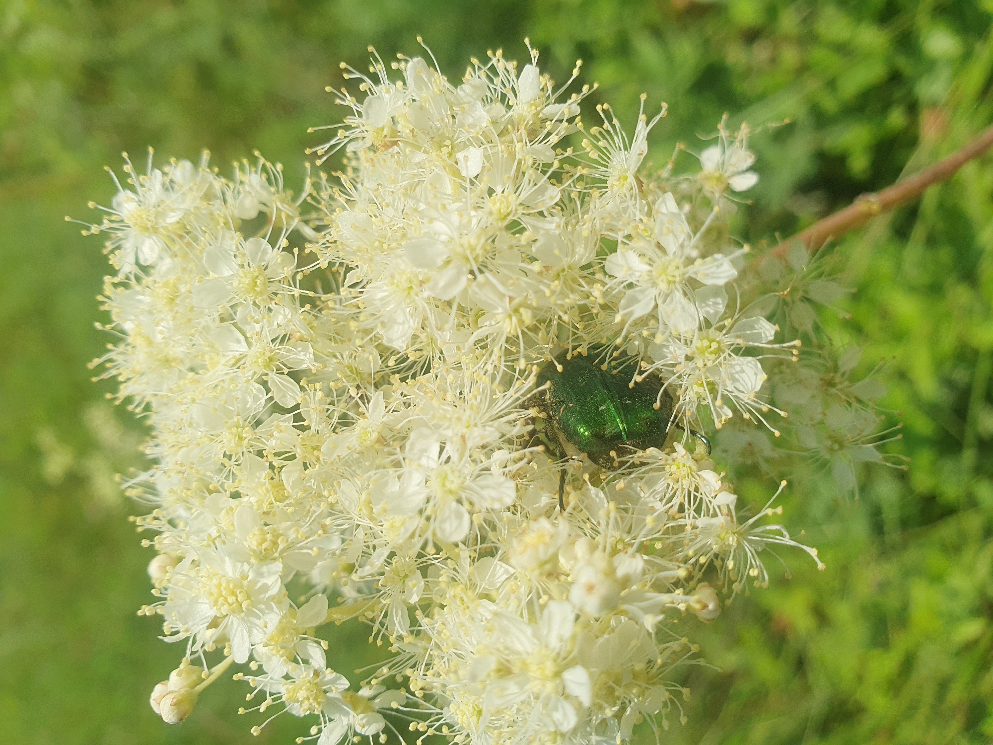 A close-up, vertical, outdoor shot captures a cluster of small, white flowers with numerous delicate stamens. A single, metallic green beetle is positioned in the center of the flower cluster. The background is softly blurred green foliage. The scene is likely located in or near Smorodinka, Russia, given the natural setting. No people or structures are visible.