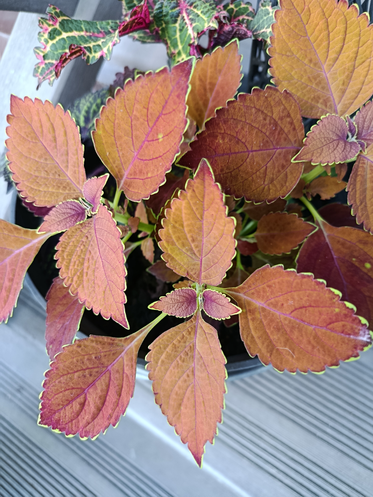 The image shows a close-up of several coleus plants with red and green leaves. The plants are in a pot, and the background is blurred, showing a striped surface that could be a deck or a railing. There is no indication of the location being in Misaylovo, Russia.