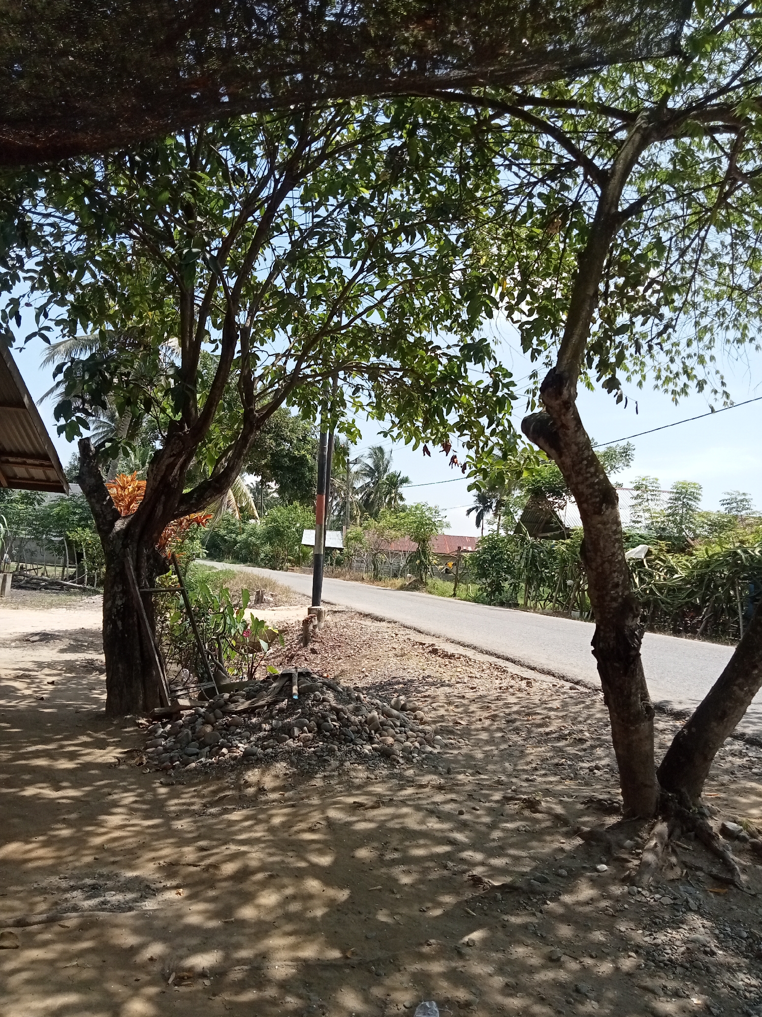This is an outdoor, eye-level, medium shot of a tree-lined road in Matangsijuek Timur, Indonesia, on a sunny day. The foreground is dominated by two trees with rough bark and a canopy of green leaves that casts dappled shadows on the sandy ground. A pile of stones and some gardening tools, including a shovel, are situated near the base of the left tree. To the left of the trees, a section of a metal-roofed structure, possibly a shed or building, is visible.
The road, paved with asphalt, curves gently into the distance and is bordered by a gravel shoulder. On the right side of the road, a black and orange pole stands vertically. The mid-ground features various types of vegetation, including palm trees, bushes, and other leafy plants, interspersed with houses with metal roofs. The background is a clear blue sky. The overall scene depicts a rural or semi-rural setting with natural elements and simple human infrastructure.