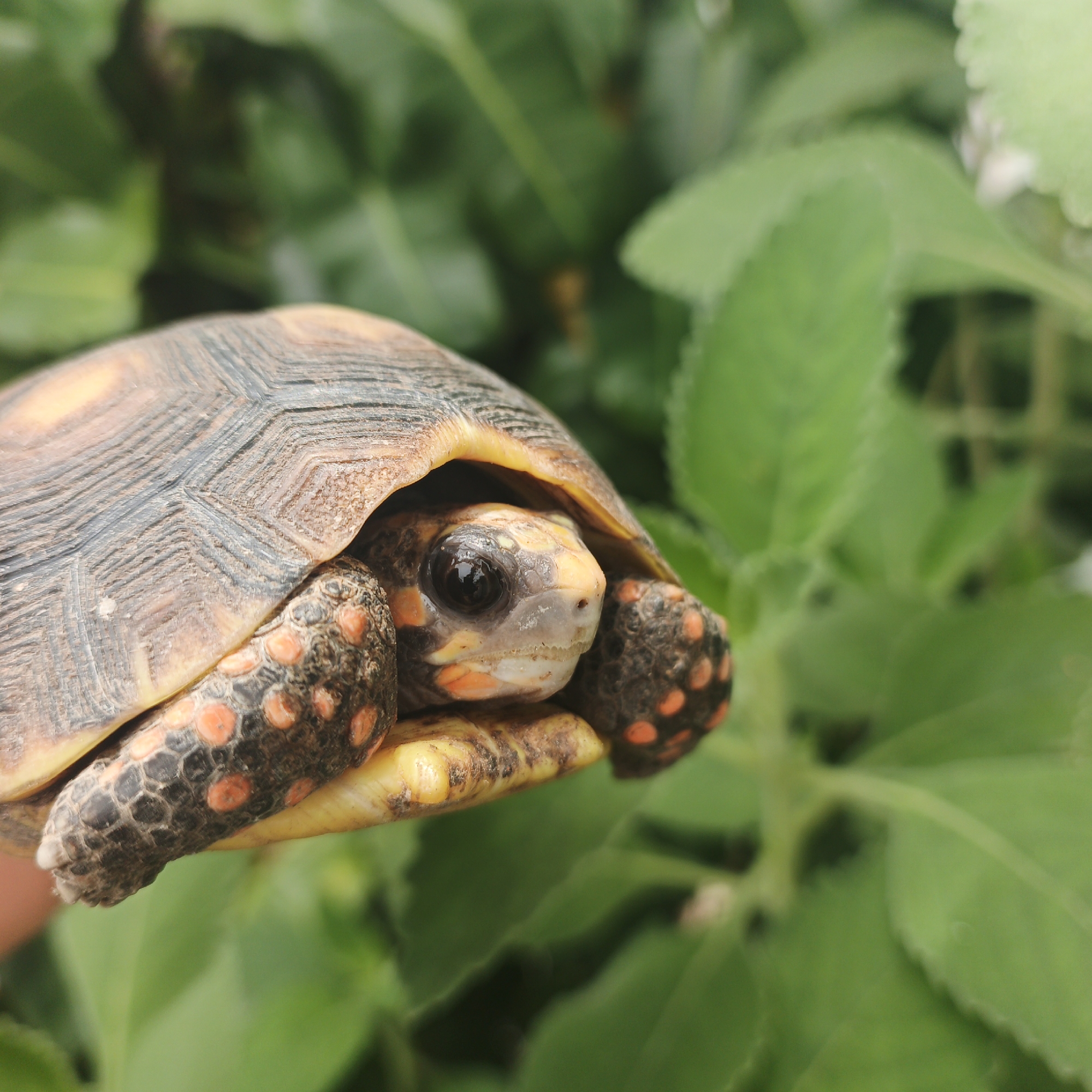 The image features a red-footed tortoise (Chelonoidis carbonarius) against a backdrop of lush green foliage. The tortoise's shell is primarily brown with dark striations, while its skin is a pale yellow with black patches and distinctive red spots on its legs. The tortoise is partially withdrawn into its shell, with its head and front legs visible. The location is Tinaquillo, Venezuela.