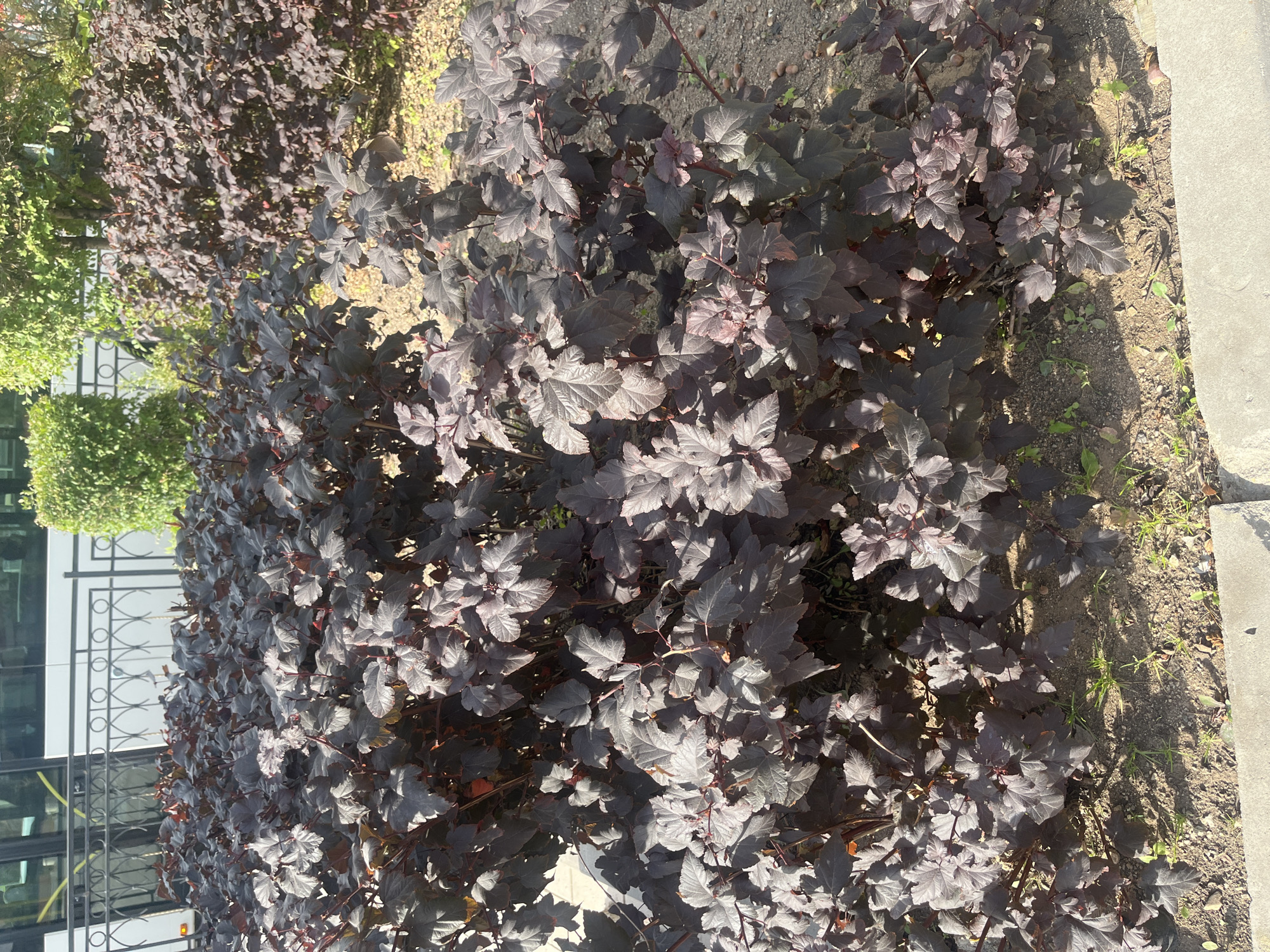 The image depicts a dense, dark-leaved shrubbery in an outdoor urban setting. The plants have a deep burgundy to near-black foliage with serrated edges and prominent veins. They are bushy and appear to be growing in a patch of soil dotted with small green weeds and scattered acorns. In the background, a black metal fence with ornate circular patterns is visible, behind which is the side of a white bus. To the right of the main shrubbery, another, more distant shrub of similar appearance is partially visible. The scene appears to be a sidewalk area, with a concrete curb in the foreground. The lighting suggests a sunny day, with shadows cast by the plants onto the ground. This scene is located in the city of Astana, Kazakhstan.
