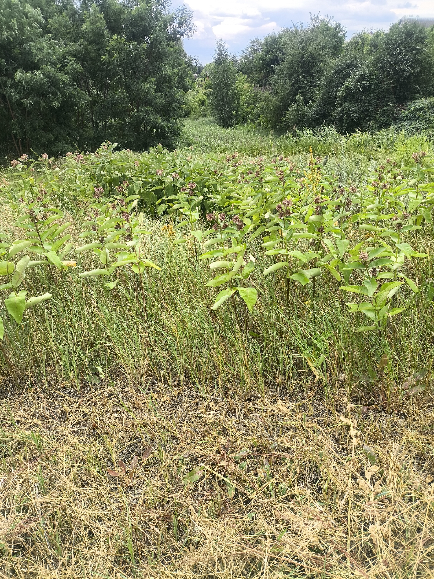 The image depicts a natural landscape in Yasnohorodka, Ukraine, characterized by dense vegetation. In the foreground, there is a field of dry, yellowed grass intermixed with some green blades. Rising from this dry undergrowth are numerous plants with broad green leaves and clusters of small, dark, bud-like structures. Behind this foreground, the landscape transitions to taller, lusher green plants and grasses, with a backdrop of dense trees and foliage. The sky above is partially cloudy. There are no people or visible man-made structures in the frame. The scene appears to be a natural habitat, likely a field or meadow on the outskirts of the village.