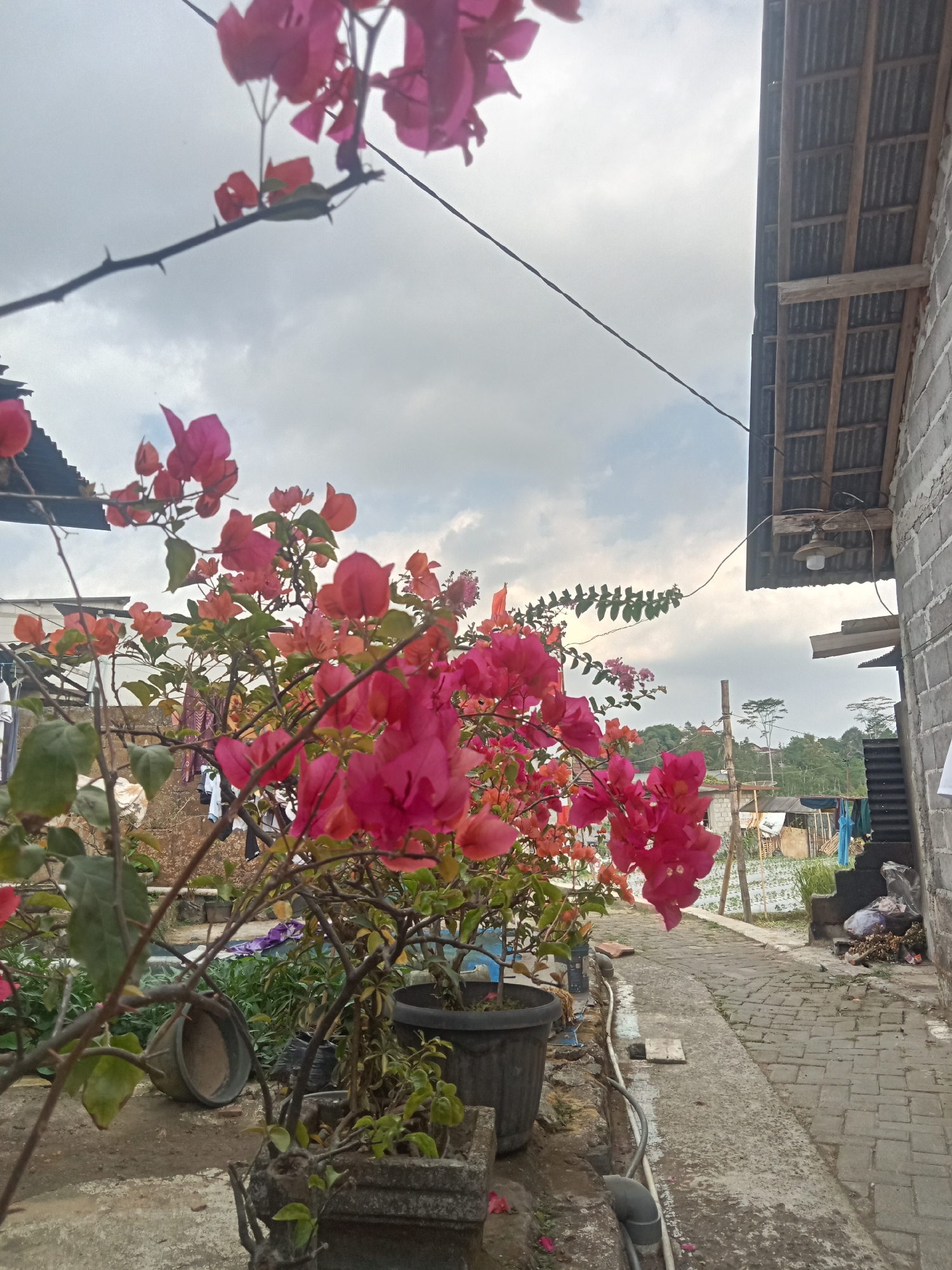 The image captures an outdoor scene in Pancurwening, Indonesia, likely a residential or utilitarian area. In the foreground, vibrant pink and orange bougainvillea flowers are in bloom, some hanging from branches and others in potted planters. The plants are situated on a paved walkway and surrounding ground, which appears somewhat aged and uneven. To the right, a brick wall forms part of a building with a corrugated metal roof supported by wooden beams. Further down the walkway, there are various objects including a fallen pot, black plastic bags, dried leaves, and some laundry hanging on a line in the background. Beyond the immediate area, a rural landscape is visible with fields and trees under a cloudy sky. The overall impression is one of a somewhat unkempt but functional outdoor space.