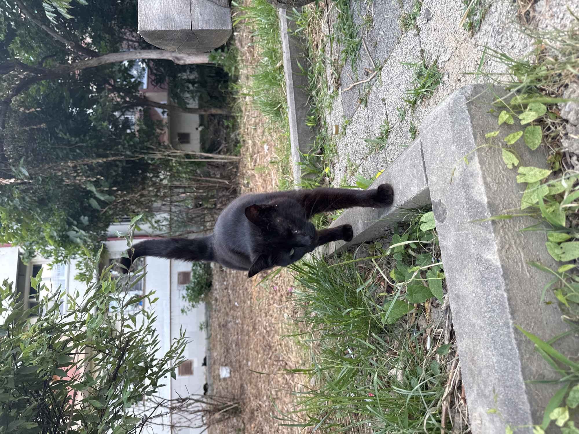 A black cat with green eyes is walking on a concrete border in a courtyard. The cat is facing the camera, with its tail raised high. In the background, there is a building and trees. The ground is covered with dry leaves and grass. The scene appears to be in a residential area.