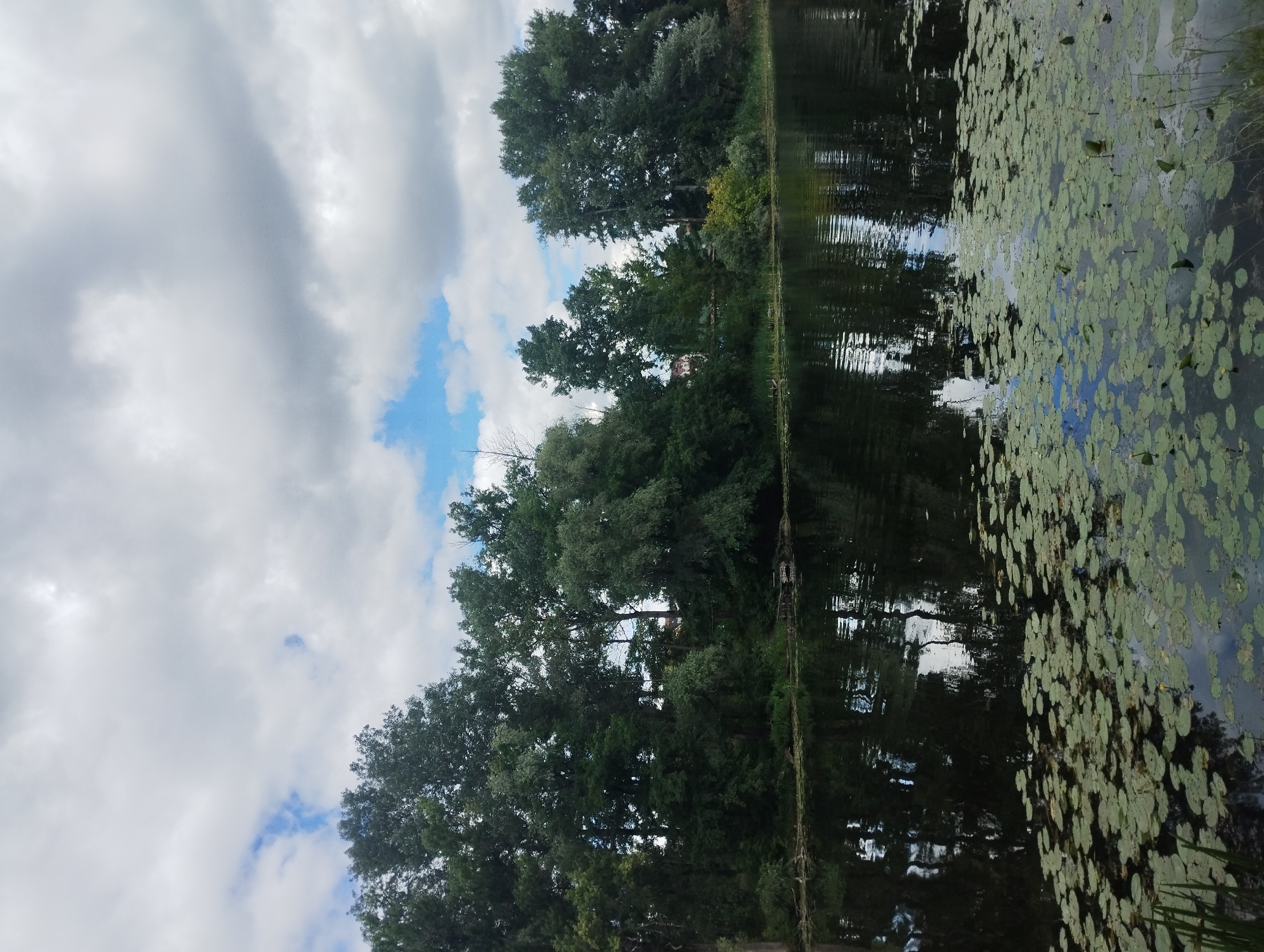 The image depicts a tranquil scene at a body of water, likely a river or lake, situated within the city of Sumy, Ukraine. The foreground is dominated by the dark, reflective surface of the water, dotted with numerous lily pads. In the midground, a dense line of lush green trees forms the shoreline, with their reflections shimmering on the water's surface. The trees are varied in height and type, creating a rich texture of foliage. Above the trees, a cloudy sky with patches of blue sky is visible. The overall impression is one of natural beauty and serenity, suggesting a peaceful outdoor location within the urban environment of Sumy. There are no people or animals visible in the image.