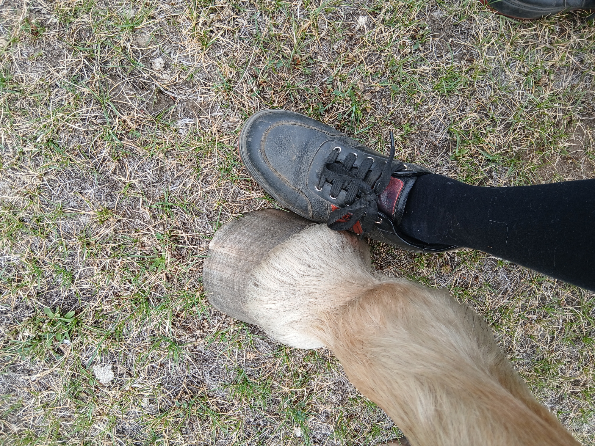 The image shows a person's black shoe next to a horse's hoof on a patch of dry grass. The person is wearing black pants. The horse is light brown and the hoof is grayish-white. The location appears to be outdoors. No city or state is apparent.