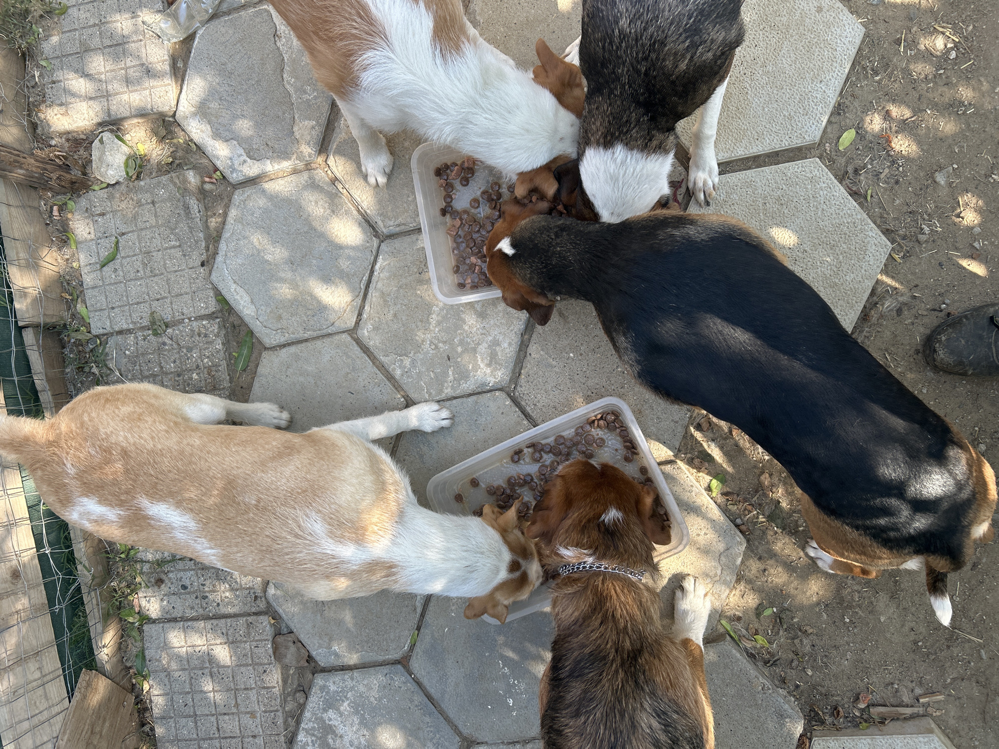 In Polenitsa, Bulgaria, five dogs are gathered outdoors on a paved area, eating from a clear plastic food bin. The dogs have varied coat colors including brown, white, and black. The ground is a mixture of hexagonal and square concrete tiles with some dirt and fallen leaves. A wire fence is visible in the background, and sunlight casts shadows on the ground.