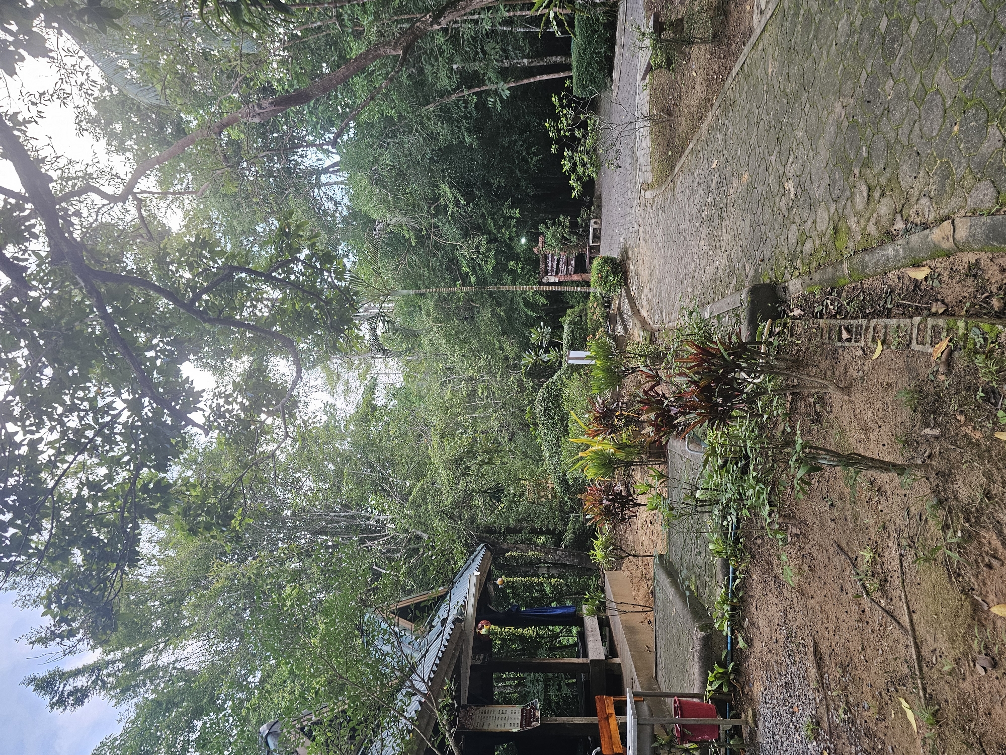 The image depicts an outdoor scene at what appears to be a park or a recreational area in Tambon Khlong Thom Nuea, Thailand. The foreground shows a dirt path with scattered leaves and small plants. To the left, there is a covered structure with a green, corrugated roof, supported by wooden posts. This structure houses some tables and chairs, and a red bucket is visible near the entrance. A paved walkway made of interlocking grey pavers, some of which are covered in moss, curves through the scene. Lush green trees and dense foliage dominate the background, creating a natural, jungle-like environment. Several potted plants with colorful leaves are placed along the path. In the mid-ground, there is a wooden sign with Thai script and a few benches. The sky is visible through the canopy of trees, with some bright patches indicating daylight. There are no people visible in the image.