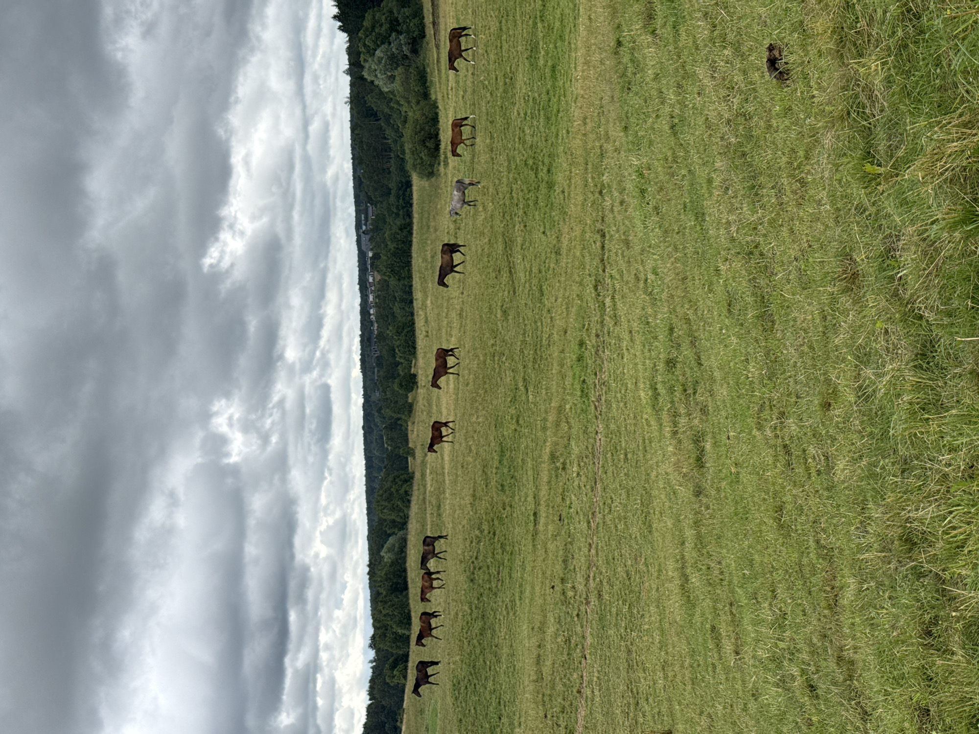 The image depicts a landscape scene in Bendoriai, Lithuania. A herd of horses is present in a grassy field. The horses are spread out across the field, with some walking and others grazing. The background consists of trees and a cloudy sky. The terrain appears to be gently rolling hills. The lighting suggests it is daytime, likely overcast.