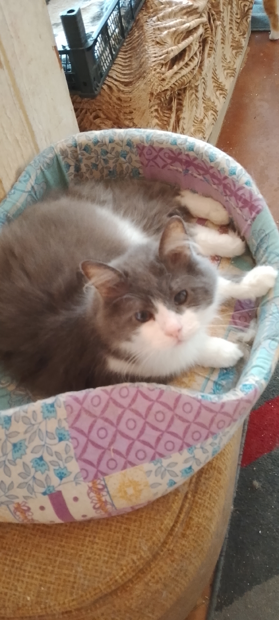 A long-haired grey and white cat is lying on its side in a round, fabric pet bed. The bed has a quilted pattern with various floral and geometric designs in shades of blue, purple, pink, and yellow. The cat's body is mostly grey with white markings on its chest and face. Its eyes are open and looking towards the camera. The pet bed is placed on a textured, brown fabric surface, possibly an armchair or sofa. In the background, a dark plastic crate is visible, with what appears to be a patterned blanket or fabric draped over it. To the far right, the bottom of a second cat, a ginger color, can be seen. The lighting suggests an indoor environment, possibly a home. The provided metadata does not specify the location within Belgorod, Russia.