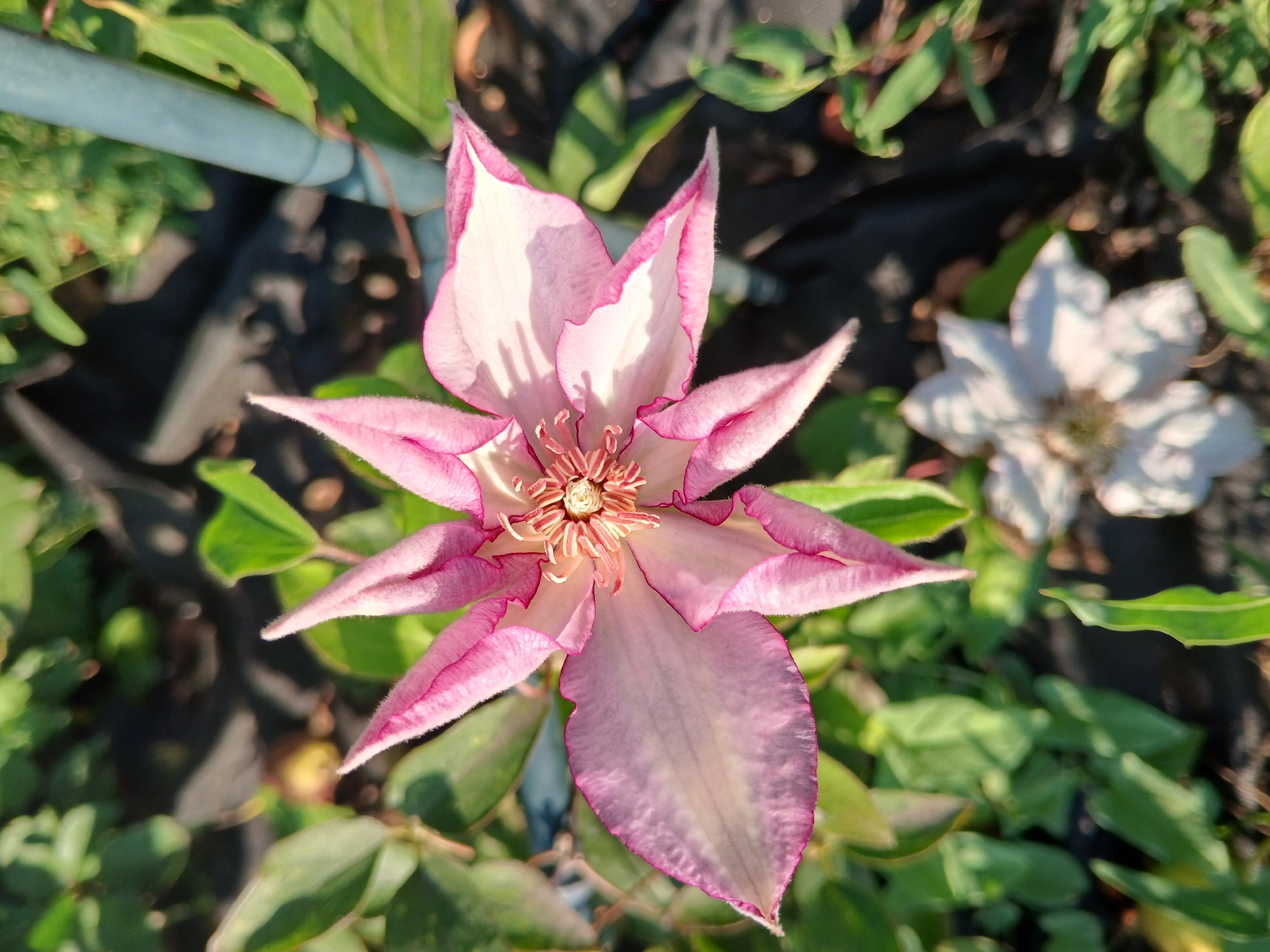 A close-up, eye-level, outdoor shot captures a vibrant pink clematis flower in bloom. The flower is the primary subject, its delicate petals unfurling towards the viewer. The petals exhibit a gradient of color, transitioning from a pale pink in the center to a deeper, rich pink along the ruffled edges. The stamens and pistil at the center of the flower are a lighter pink and create a detailed focal point. The background is a blur of green foliage, suggesting a garden setting. A second, white clematis flower, out of focus, is visible towards the bottom of the frame. The overall impression is one of natural beauty and the peak of a bloom. The scene is likely located in Lipetsk, Russia, given the context provided.