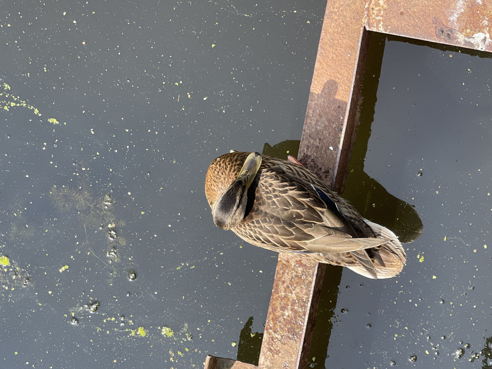 A brown and black mallard duck is perched on a rusted metal structure above dark, murky water. The duck has its head tucked into its back, indicating it is resting or sleeping. The water's surface is dotted with small green and white specks, possibly algae or debris. The metal structure appears to be part of a dock or pier. The scene is outdoors on a sunny day, casting a shadow of the duck onto the metal. The location is specified as Zelenogradsk, Russia.