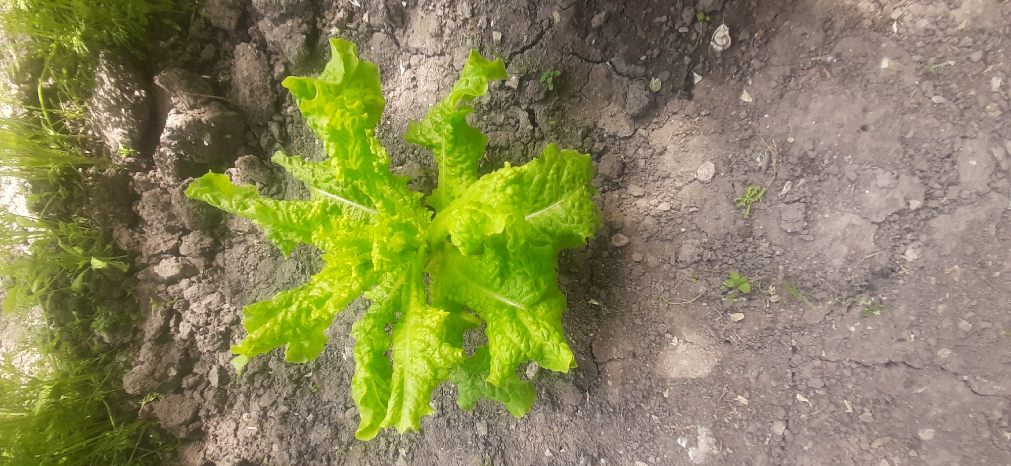 An outdoor, close-up shot shows a bright green, leafy lettuce plant growing in dark, cracked soil. The plant is centered in the frame and appears healthy and vibrant. In the background, a blurred area of green vegetation suggests it is growing in a garden or natural environment. The soil is dry and broken into various-sized pieces, with some small pebbles and dried plant matter visible. The lighting suggests it is daytime, with shadows cast on the ground. The location is identified as Yessentukskaya, Russia.