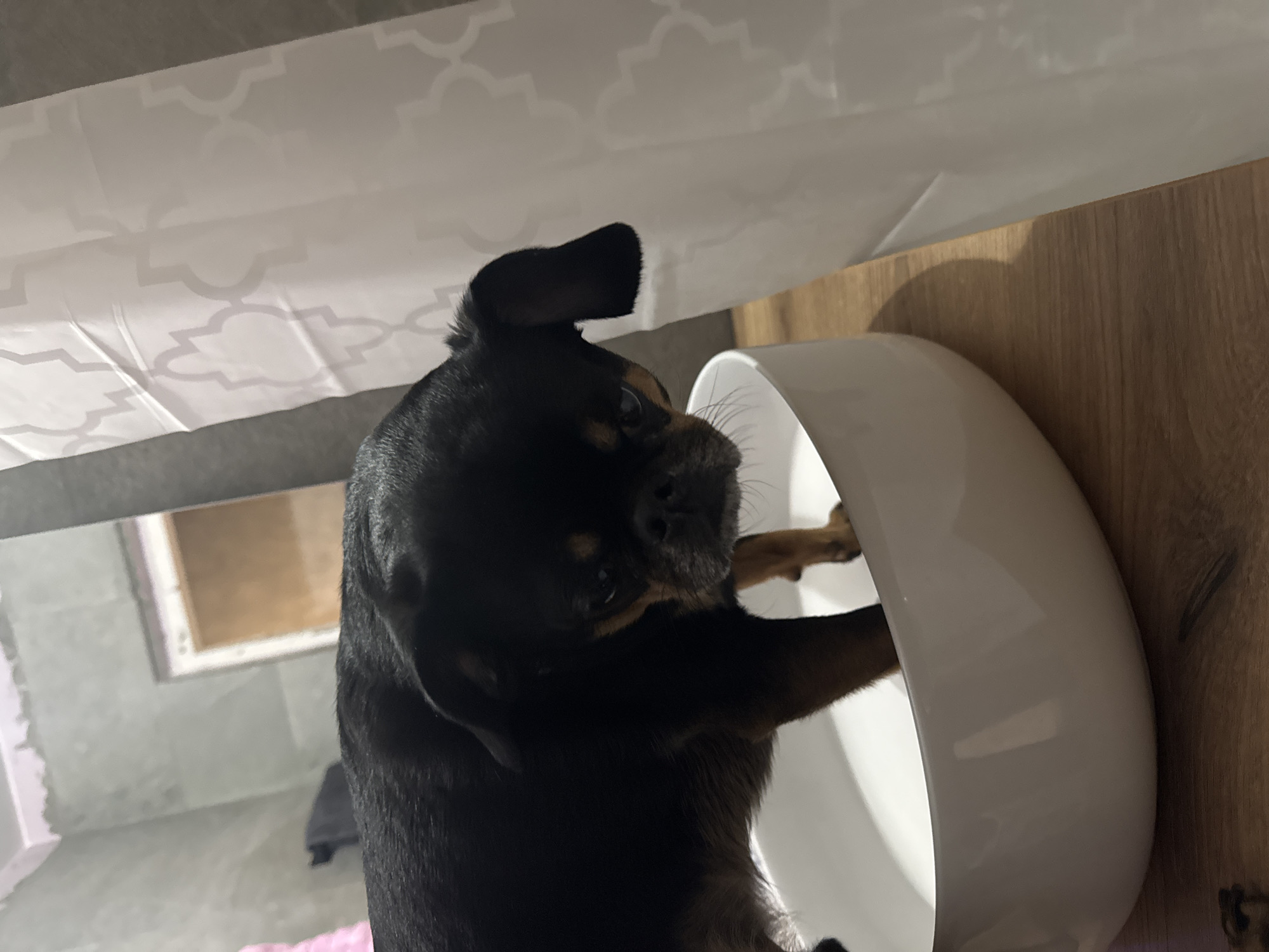 A black-and-tan Brussels Griffon-type dog is standing on its hind legs with its front paws resting inside a large, white ceramic bowl. The bowl is positioned on a wooden surface. A white patterned cloth is visible above the dog and the bowl. In the background, through a reflective surface or window, what appears to be the corner of a room under construction is visible, indicating grey walls, pink foam, and an open door. There are no people in the image. The location is not discernible from the image.