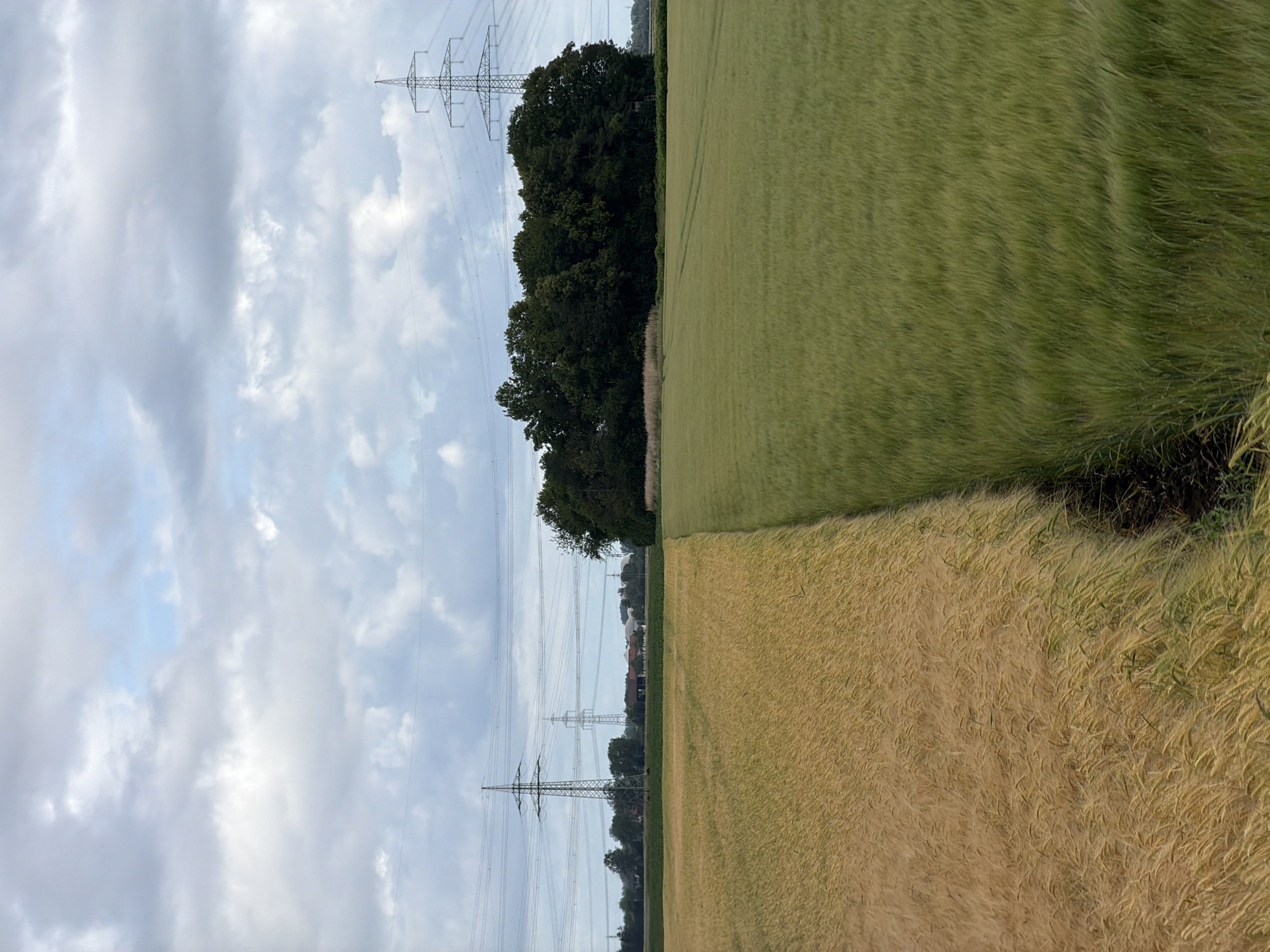 The image depicts a rural landscape in Poing, Germany, with two agricultural fields occupying the foreground. The field on the left is mature and golden yellow, suggesting it is ready for harvest. The field on the right is a vibrant green, indicating a younger crop. The two fields meet at a distinct diagonal line, with a small dark strip of soil or vegetation between them.
In the background, a dense line of dark green trees runs horizontally across the middle ground, separating the fields from the distant horizon. Beyond the trees, a vast expanse of sky dominates the upper portion of the image, filled with a mix of white and gray clouds.
Several large metal electricity pylons with intricate lattice structures are visible in the middle ground and background, with power lines stretching between them. Some of these pylons are closer to the foreground, while others are further away. In the far distance, behind the trees and pylons, a few low-rise buildings and structures can be faintly discerned. The overall impression is one of an agricultural area with infrastructure for electricity transmission. There are no people or animals visible in the image.