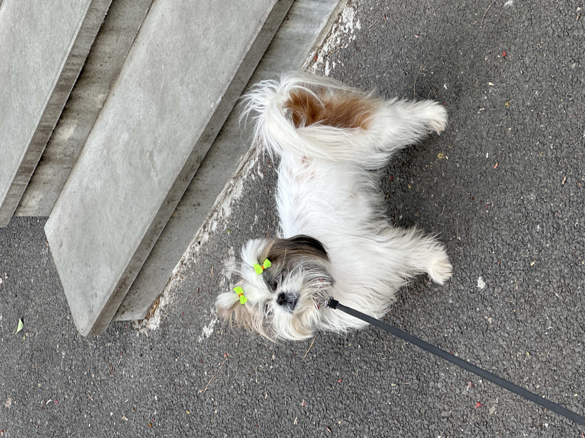 A white and tan Shih Tzu dog lies on an asphalt road next to concrete steps. The dog is on its back with its paws in the air and wears two green bows on its head. A black leash is attached to its collar. The photo appears to have been taken in Tbilisi, Georgia.