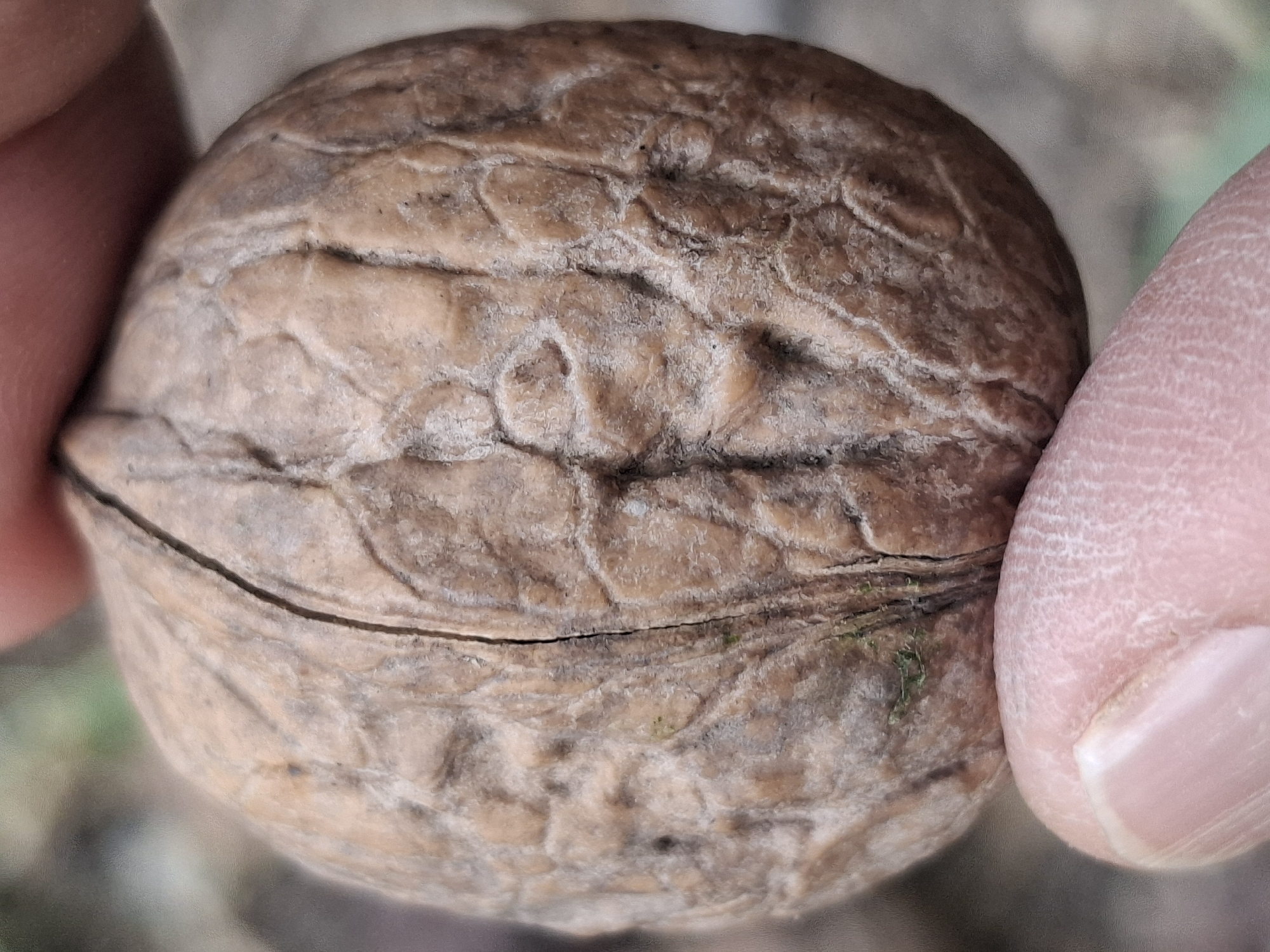 A close-up, eye-level shot shows a person's thumb and index finger holding a single, whole walnut. The walnut is roughly spherical with a rough, textured, light brown shell. A prominent seam runs vertically down the center of the visible portion of the walnut. The background is softly blurred, with muted tones of green and brown, suggesting an outdoor, natural setting. There are no discernible landmarks or elements to indicate a specific location in Almaty, Kazakhstan. The focus is entirely on the walnut and the hands holding it.