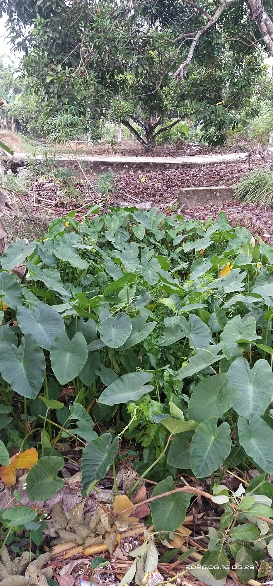 In Muka Haji, Indonesia, a dense patch of large, heart-shaped green leaves, likely from taro plants, dominates the foreground of the image. These plants are growing in a natural, uncultivated environment, with fallen leaves and debris scattered at their base. Behind the taro, a raised concrete structure is visible, surrounded by more dry leaves and branches. Further in the background, a large tree with a sprawling canopy of green leaves shades the scene, suggesting a lush, outdoor setting. The overall impression is one of a verdant, slightly overgrown garden or natural area. The timestamp "2026.08.16 05:29" is visible in the lower right corner, indicating the date and time the photograph was taken. There are no people or animals visible in the image.