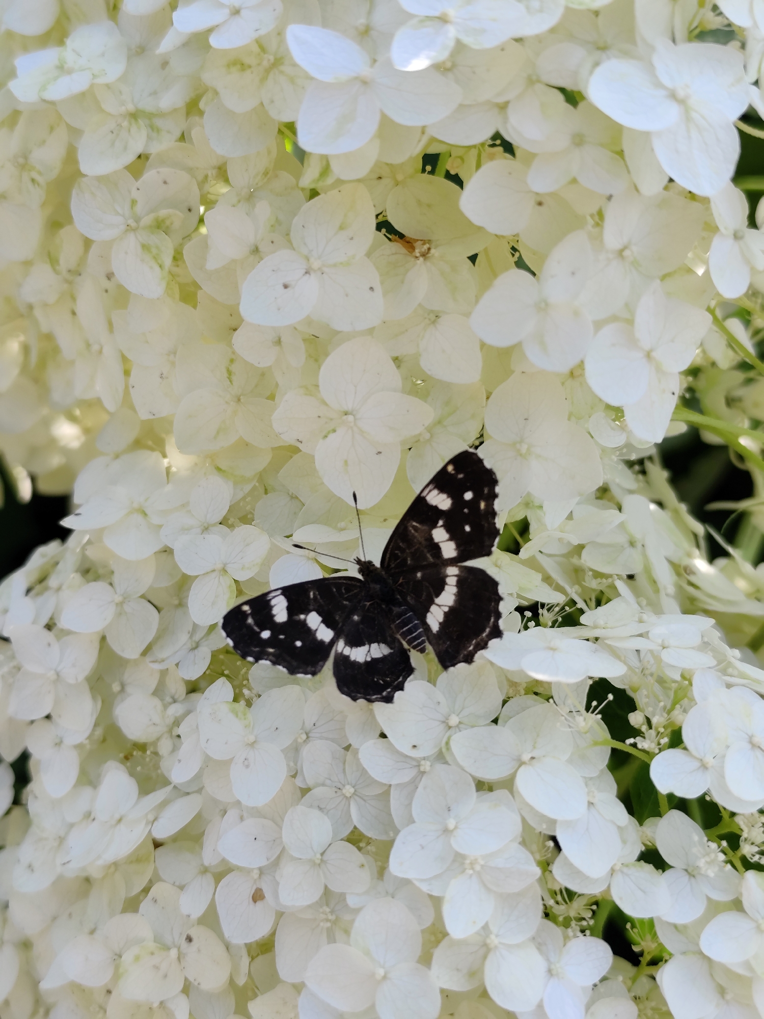 A black butterfly with white markings rests on a cluster of white hydrangea flowers. The butterfly is positioned in the center of the image, with its wings spread open. The flowers are delicate and appear to be in full bloom. The background is a soft blur of green foliage, suggesting an outdoor setting. The scene is brightly lit, indicating it was taken during the day.