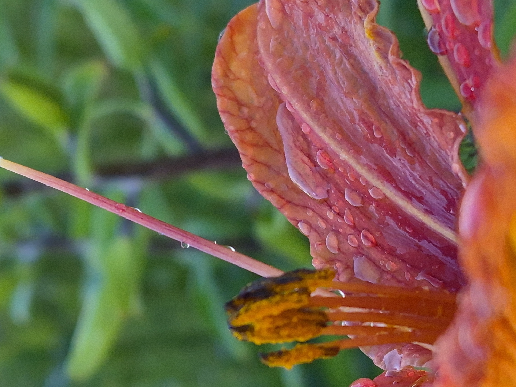 This is a close-up, vertical, macro photograph of a vibrant orange and pink tiger lily with numerous water droplets scattered across its petals and stamens. The background is softly blurred, showing lush green foliage, suggesting an outdoor garden setting. The focus is on the intricate textures of the flower and the glistening water, highlighting the delicate structure of the stamens and the translucent quality of the droplets. The lighting appears natural, with a soft glow illuminating the flower. No specific location in Sooblase, Estonia, is depicted; the image focuses solely on the botanical subject. There are no people or actions visible in the image.