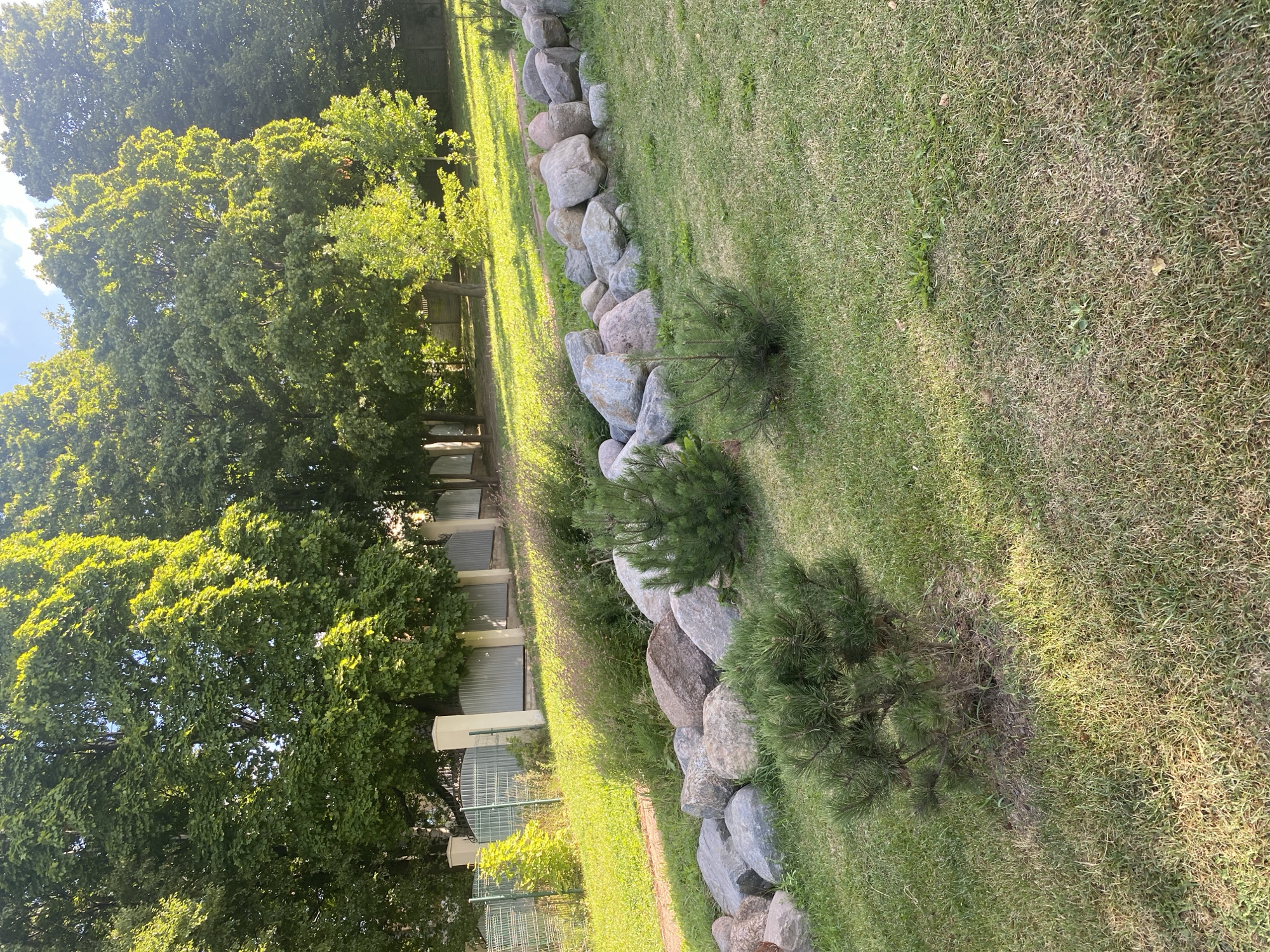 In Saint Petersburg, Russia, a landscaped park area features a gentle slope covered in green grass. A decorative arrangement of large, smooth stones forms a winding line across the middle ground. Two small evergreen saplings are planted among the stones. In the background, a row of tall, leafy green trees forms a dense canopy, with a glimpse of a light-colored fence and gate structure behind them. The lighting suggests it is daytime, possibly late afternoon, with sunlight casting dappled shadows on the grass.