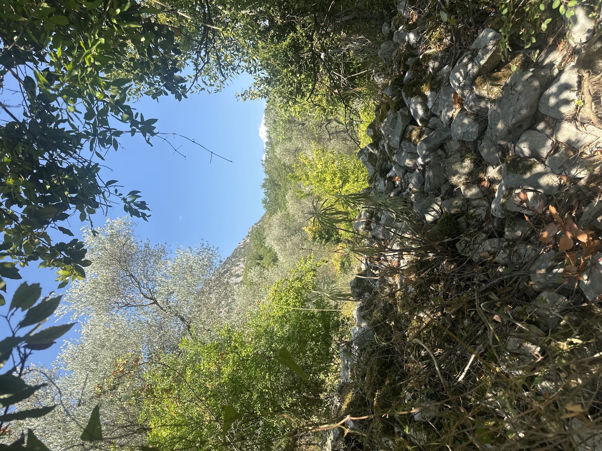 A bright, sunlit, outdoor scene depicting a rocky slope covered with vegetation and trees, with a mountain in the background under a clear blue sky. The foreground is dominated by a collection of gray rocks, some covered in moss, interspersed with dry branches and fallen leaves. Further into the scene, lush green trees and bushes are visible, including olive trees with silvery-green foliage and bright green trees. The background features a rugged mountain slope and a distant, lighter mountain range. The image appears to be taken on a sunny day, casting shadows across the terrain. The location is in Prčanj, Montenegro.