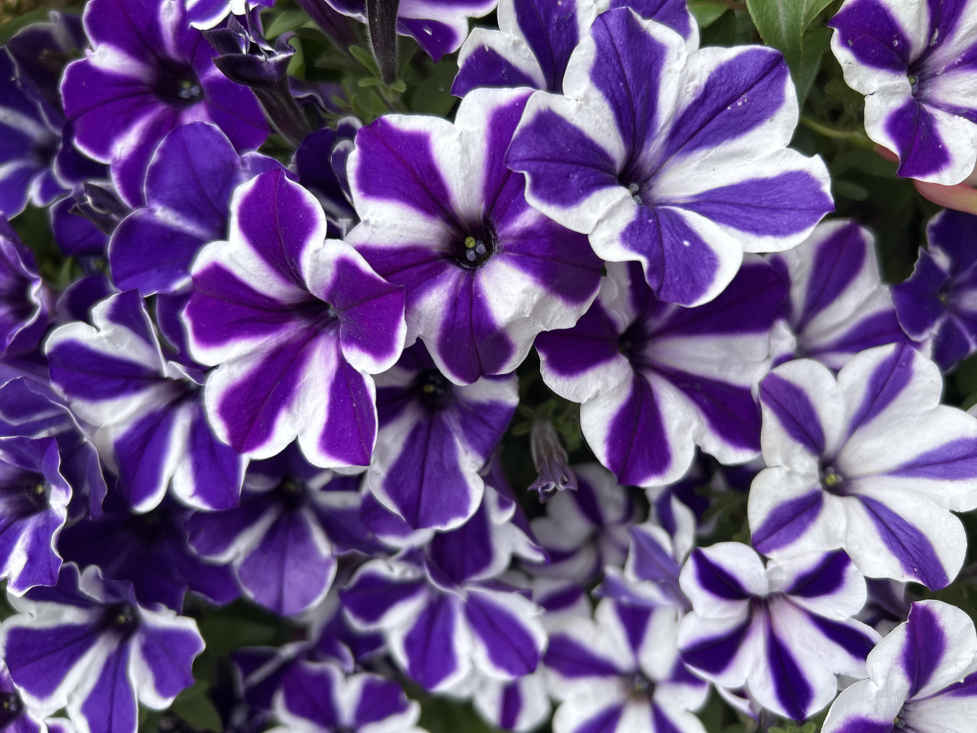 The image displays a close-up, top-down view of numerous blooming petunias. The flowers are predominantly purple and white, with a distinctive striped pattern on their petals. The blossoms are densely packed, filling the frame and creating a vibrant, textured surface. The lighting suggests an outdoor setting, likely during daylight. There is no visible indication of the city of Moscow, Russia, or any specific urban environment. The scene is devoid of people, actions, or interactions.
