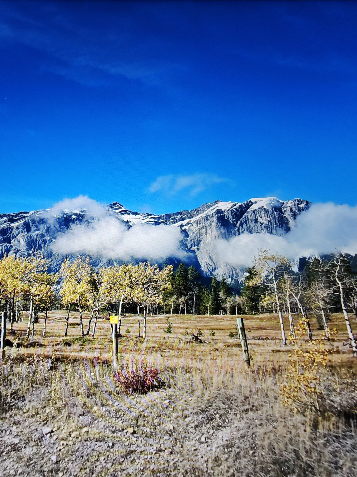 The image depicts a mountainous landscape under a clear blue sky. In the foreground, there is dry, golden-brown grass and several trees with yellowing leaves, suggesting autumn. A wire fence runs horizontally across the lower portion of the image. In the midground, a line of trees, some with bare branches and others with yellow foliage, stands against a backdrop of a dense coniferous forest. Behind the trees, a large mountain range dominates the scene. The peaks of the mountains are snow-capped, and white clouds are partially obscuring them. The overall impression is a natural, scenic view. This scene is not located within the city of Calgary but is characteristic of the mountainous regions surrounding the city, such as Kananaskis Country or Banff National Park.