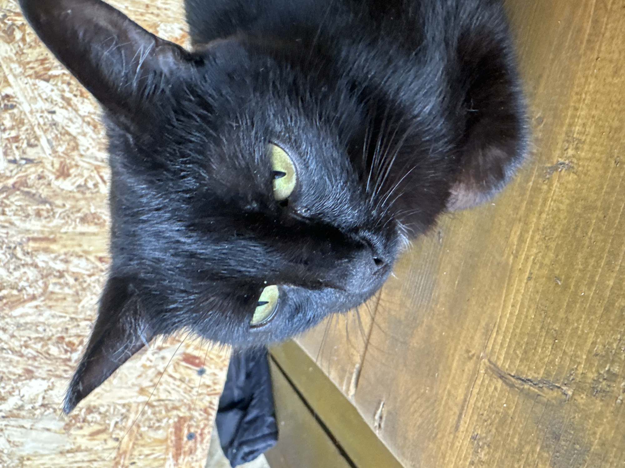A close-up, eye-level, medium shot captures a black cat with bright green eyes looking forward. The cat's head is angled slightly to the left, and its ears are erect. It is positioned on a wooden surface, with a textured, light-brown wall in the background. A dark, folded object rests behind the cat on the left side of the frame. The cat's fur is dark and appears slightly tousled. The lighting is natural and casts subtle shadows. The scene is devoid of any human presence or discernible activity beyond the cat's stillness. The image is likely a snapshot taken indoors, possibly in a home or a rustic establishment, with no specific indicators of the city of Вознесенка, Russia.