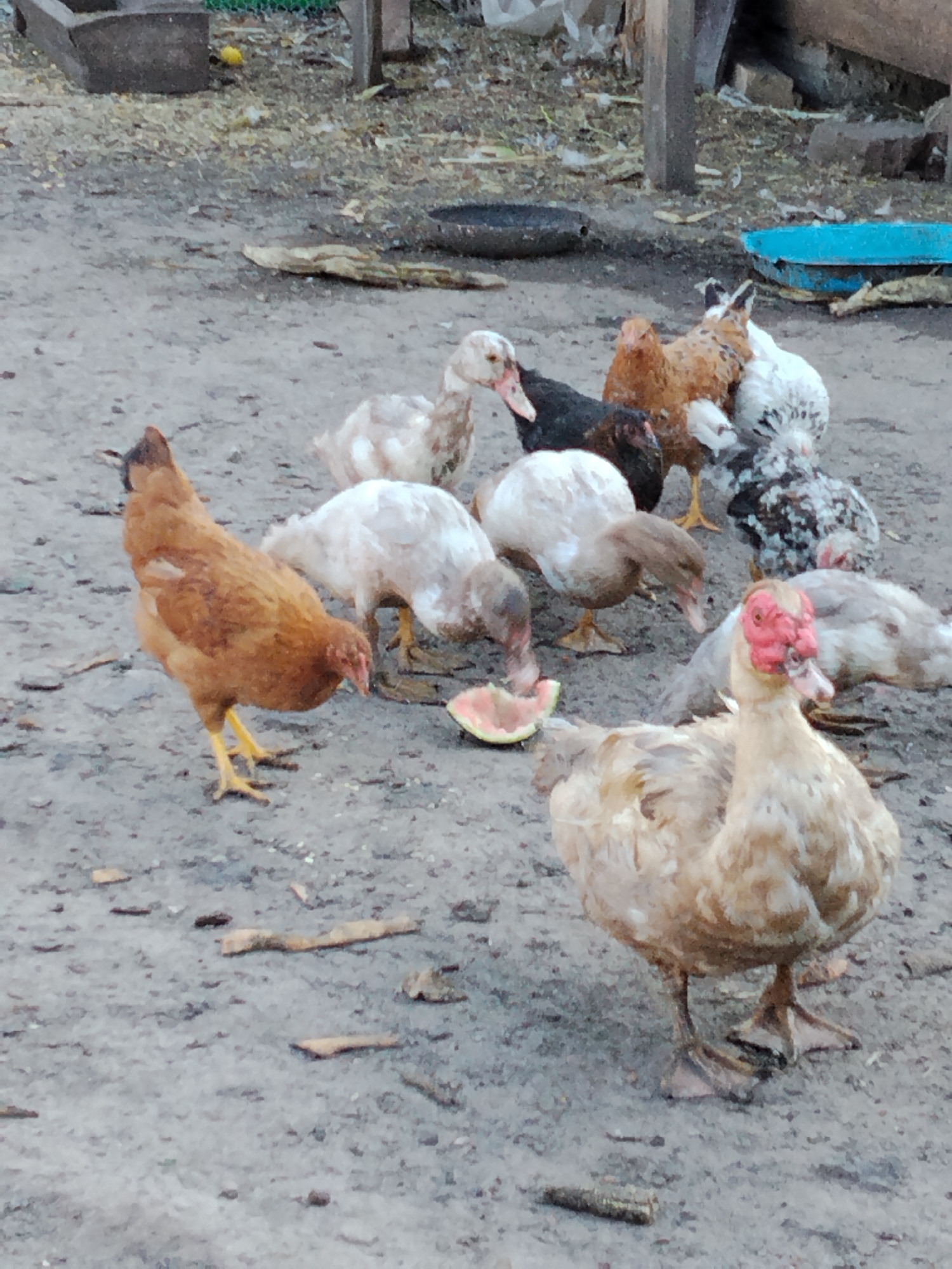 A group of fowl, including chickens and ducks, are gathered on a dirt ground area in what appears to be a rural or farm setting. In the foreground, a light-colored duck with a distinctive red face is facing the camera. Behind it, a brown chicken with yellow legs is pecking at the ground. Several other ducks and chickens of various colors are scattered throughout the image, some appearing to eat from a piece of watermelon. The background includes wooden structures, a blue container, and some debris on the ground. The scene is shot from a slightly elevated perspective.