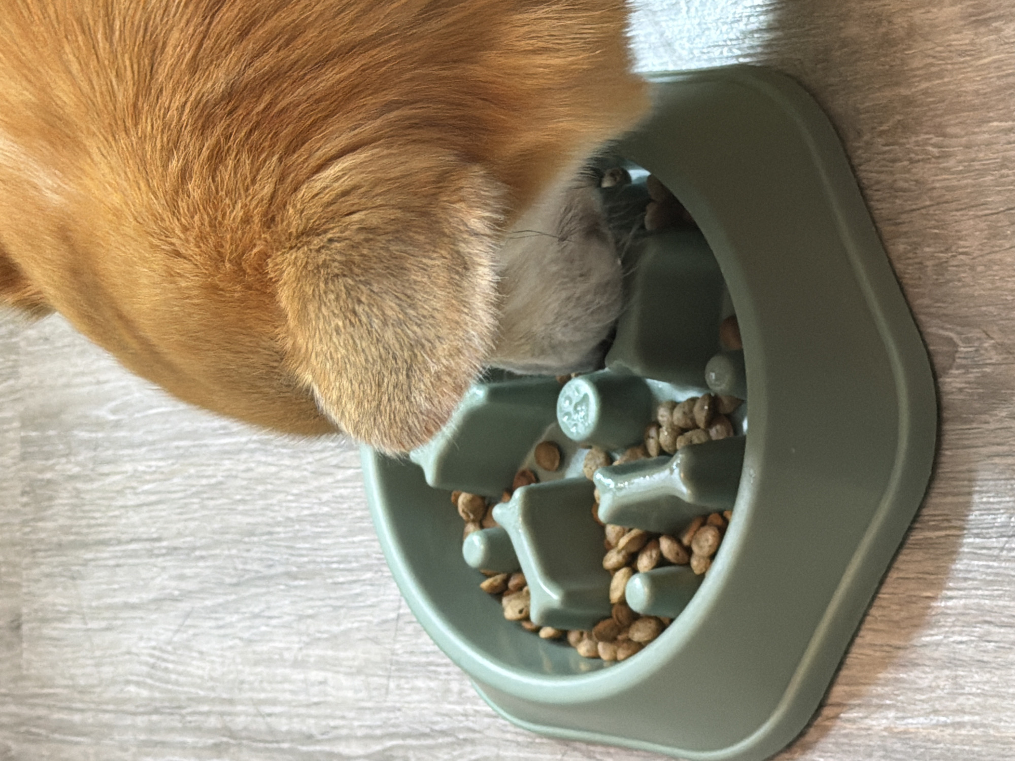 A close-up, overhead shot depicts a corgi eating from a green, slow-feeder bowl on a light gray wood floor. The corgi has orange fur on its head and a white muzzle. The slow-feeder bowl contains brown kibble. No specific details suggest the location is in Chaikovsky, Russia.