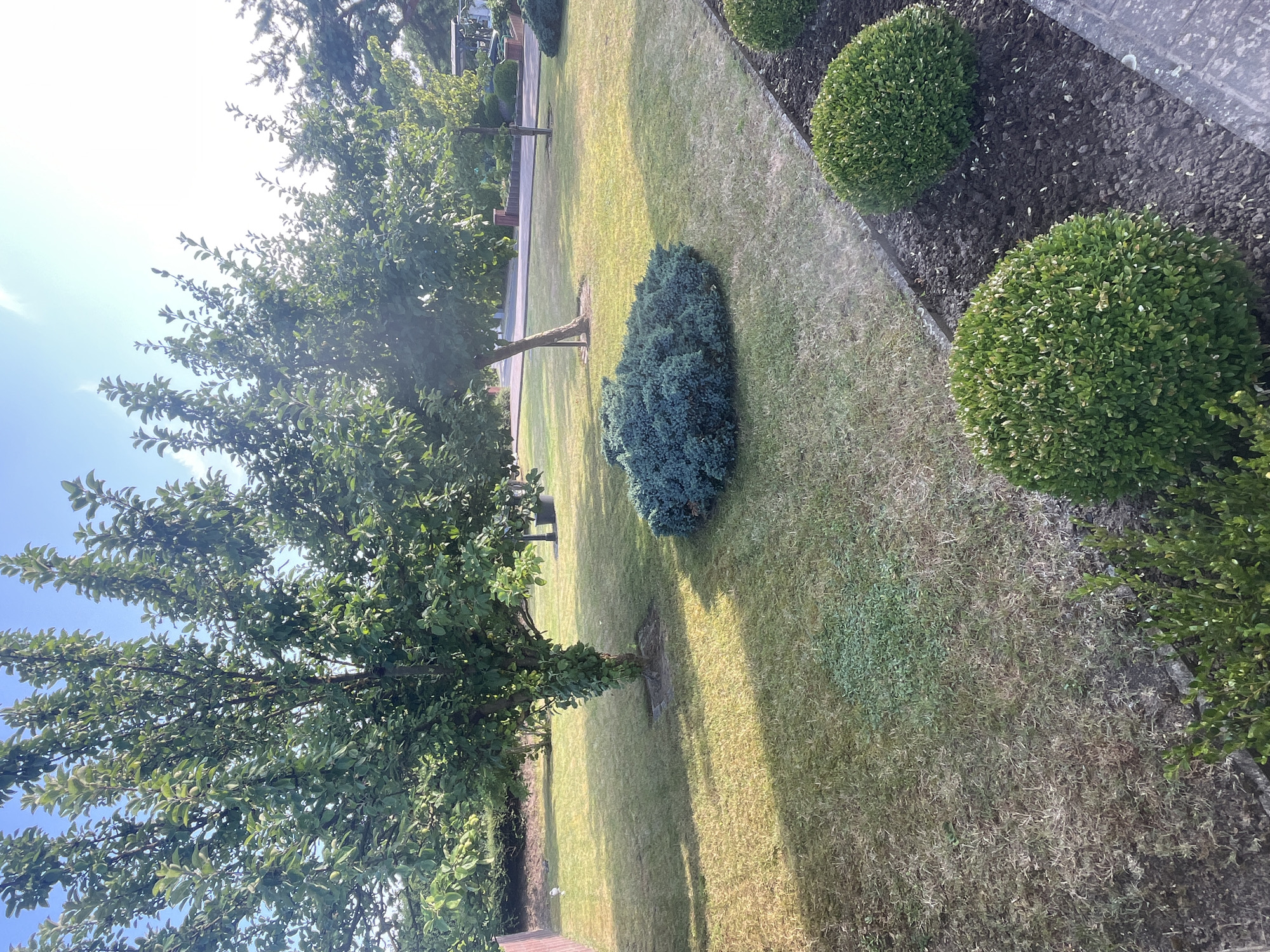 This is a landscape photograph taken outdoors in Neustadt, Germany. The scene depicts a well-maintained garden with a focus on greenery and landscaping. In the foreground, there is a large tree with lush green leaves, casting shadows on the lawn. To the right, a manicured flowerbed contains several spherical bushes, possibly boxwood, planted in dark soil. Beyond these, a paved walkway or edge separates the garden bed from the lawn. The lawn itself is a mix of green and dry grass, suggesting varying conditions or a recent dry spell. A smaller, dense, blue-green bush is situated in the middle of the lawn. In the background, a street or driveway is visible with trees lining it, and a building or fence can be partially seen. The sky is a bright blue with some sunlight filtering through the tree branches, indicating it is daytime, likely morning or afternoon, with fair weather. There is no visible text in the image. The overall impression is one of a peaceful, suburban garden setting.
