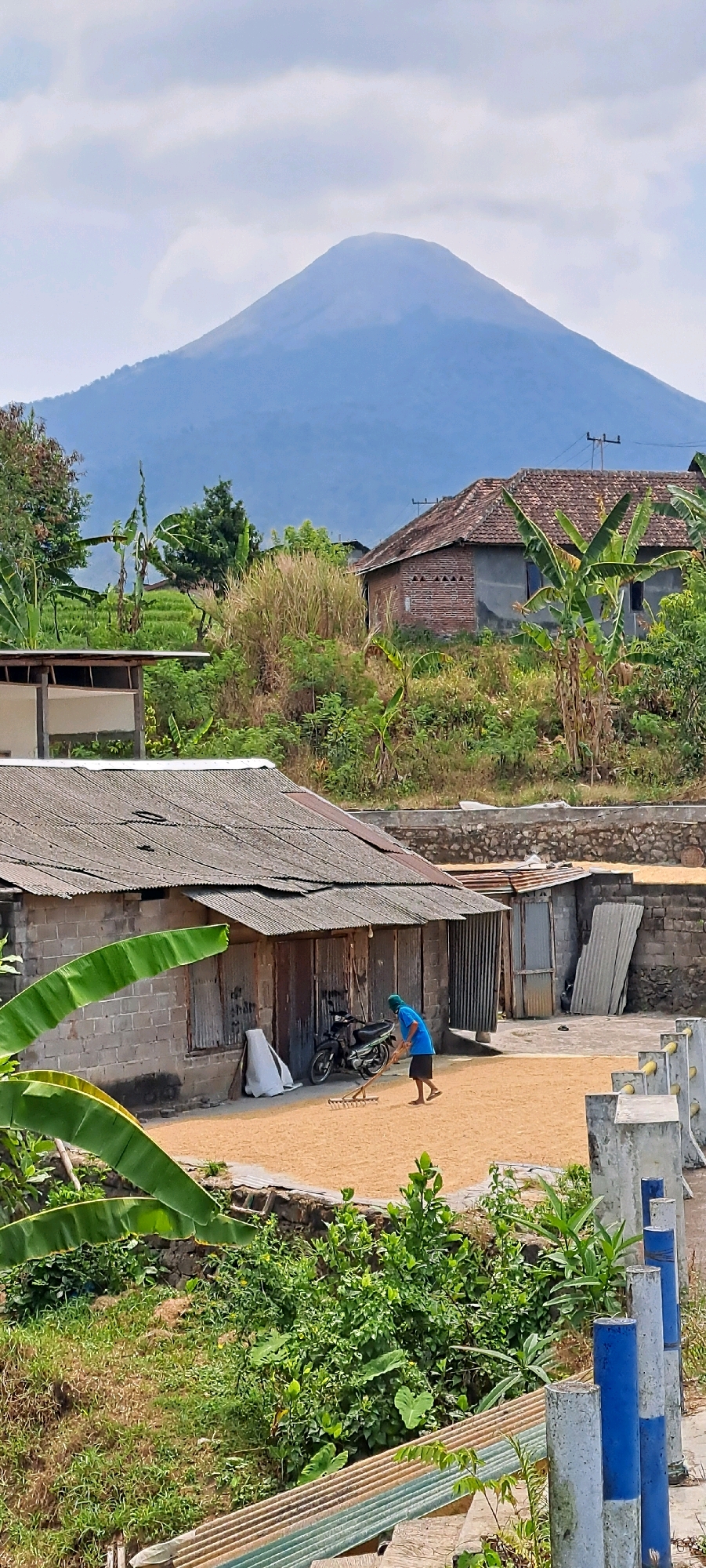 In the foreground, a person wearing a blue shirt and dark shorts is using a rake to spread out a large pile of golden grains, possibly rice or wheat, on a sandy surface. Behind this area are several rustic buildings with corrugated metal roofs and brick walls. A motorcycle is parked near one of the buildings. Lush green vegetation, including banana trees, is visible on the left side of the frame and also interspersed around the buildings. In the background, a large, hazy mountain dominates the skyline under a cloudy sky. The scene appears to be an agricultural setting, likely in a rural or semi-rural area of Pandaan, Indonesia, given the vegetation and architectural style.