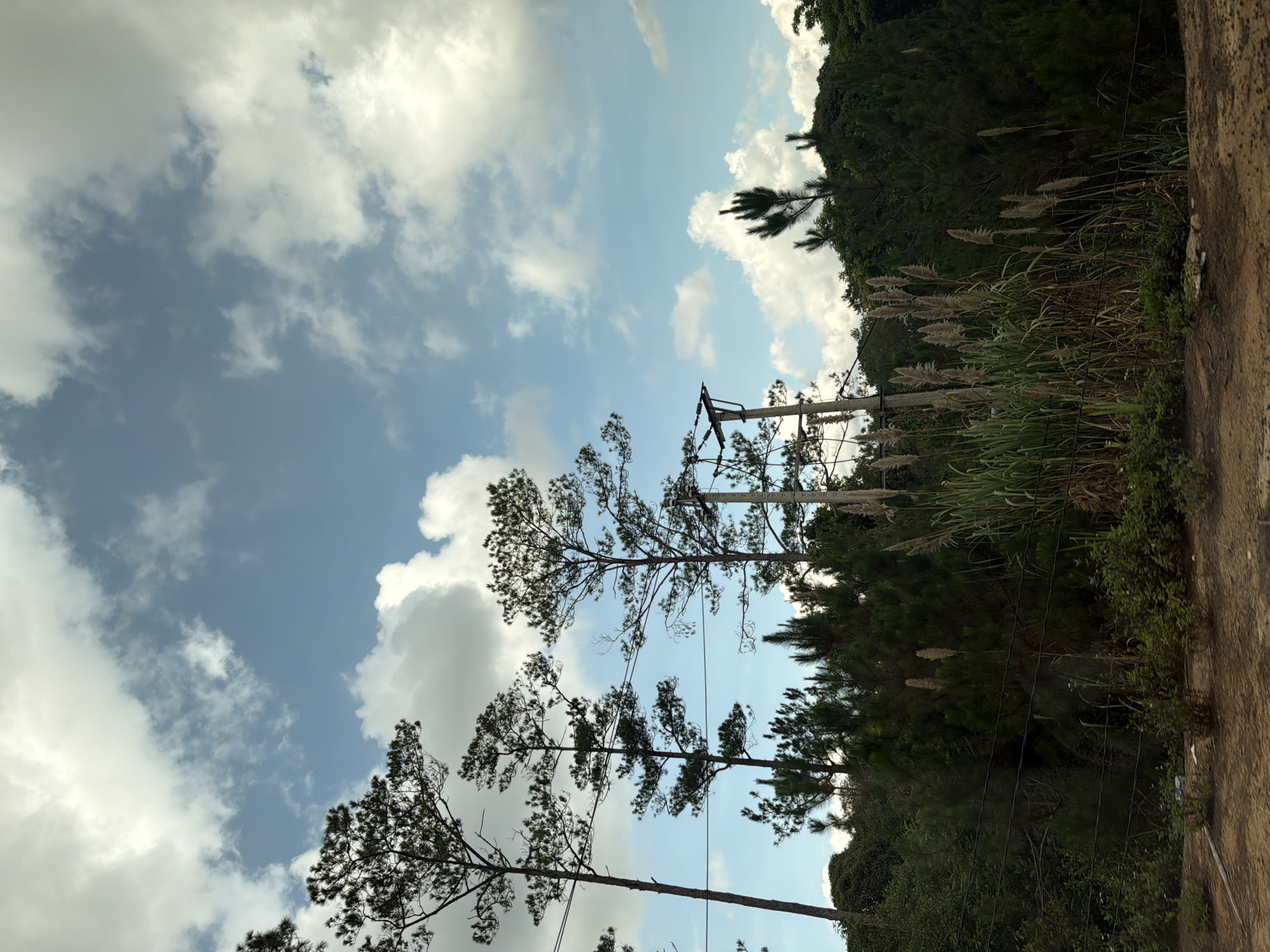 The image captures a serene outdoor landscape, predominantly featuring a vast blue sky dotted with scattered white clouds. Several tall, slender pine trees, with dark green needle-like foliage, stand prominently, reaching towards the sky. Some electrical wires are visible, extending across the frame and connecting to a utility pole partially obscured by tree branches.
On the right side of the image, a lush green hillside rises, densely covered with various trees and undergrowth. In the mid-to-foreground on the right, a patch of tall, reedy grass with distinctive feathery, light-colored plumes adds texture to the scene. The extreme right edge of the frame shows a rough, textured surface, possibly a dirt embankment or a concrete wall.
The scene takes place during the daytime under bright, clear conditions, suggesting fair weather. There are no people or specific activities depicted. The natural setting, featuring pine trees and dense vegetation, aligns with the provided location context of Măng Đen, Vietnam. No visible text is present in the image.