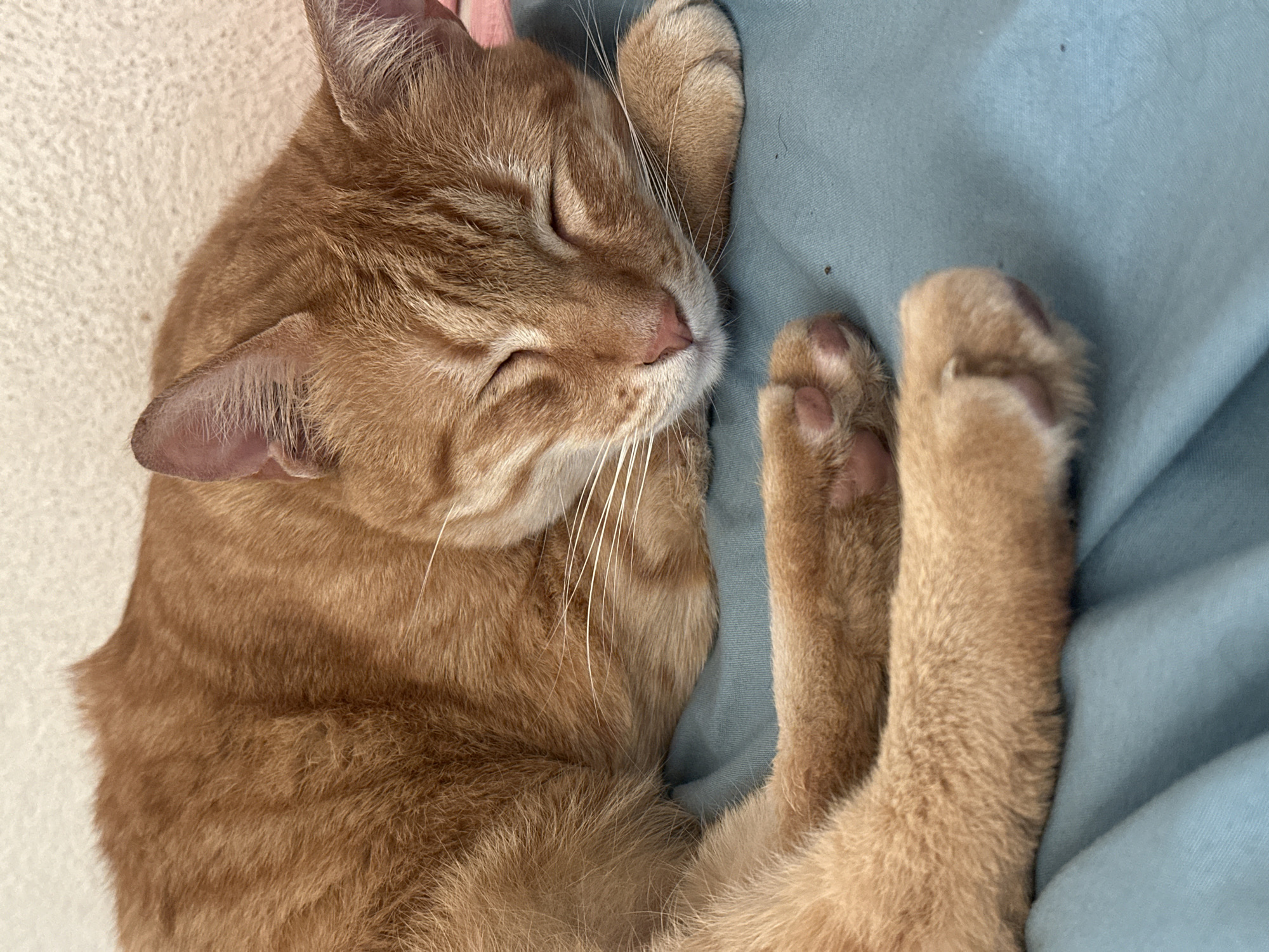 A close-up photograph shows an orange tabby cat sleeping on a light blue surface. The cat is curled up, with its paws close to its face. The cat's eyes are closed and its whiskers are visible. The cat's fur appears soft and well-groomed. The background is blurry and out of focus.
There is no location information to be found in the image.